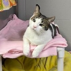 Enlarge Kipper, an adopted Domestic Short Hair in Allegan, MI image 1/3