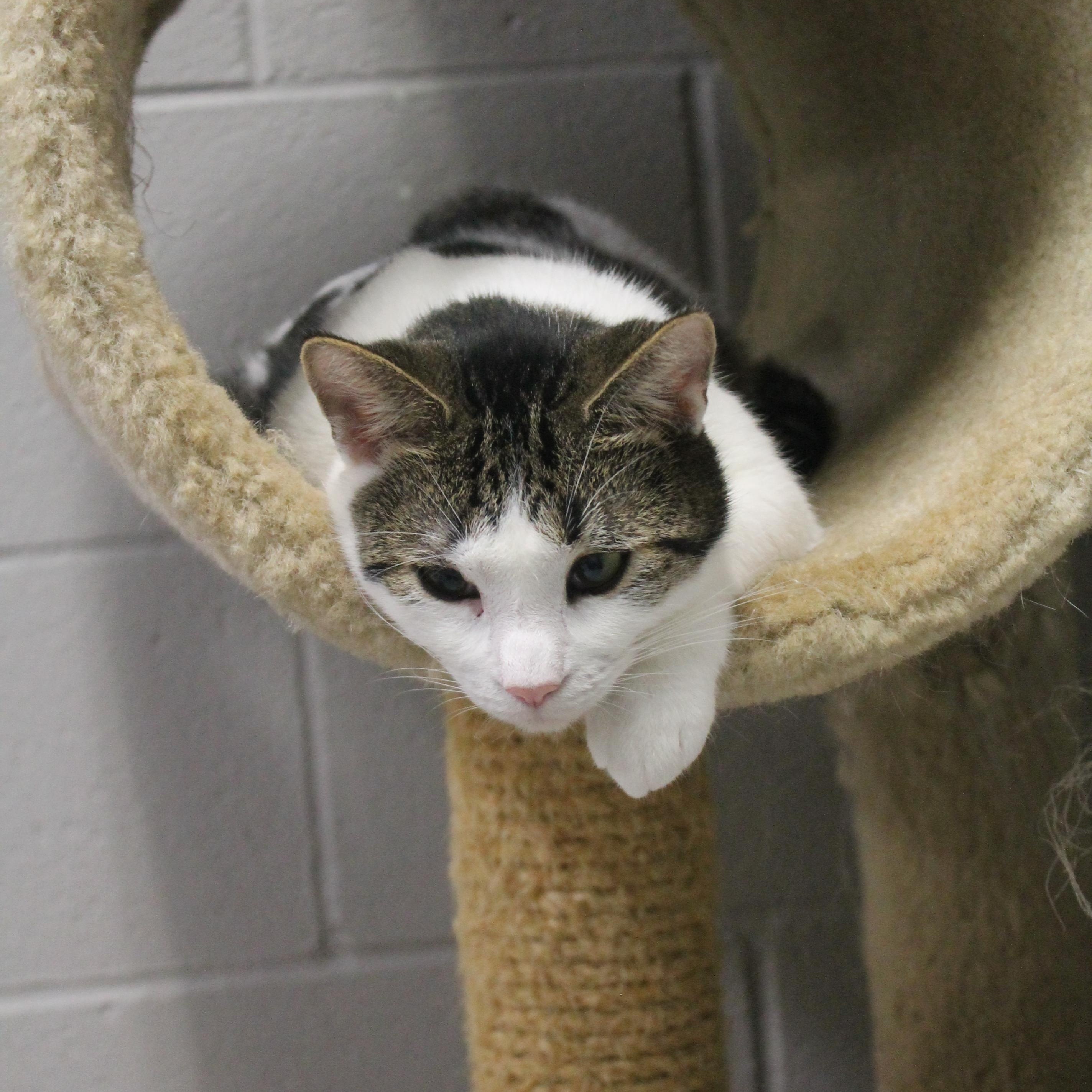 Kipper, Adoptable, Young Male Domestic Short Hair.