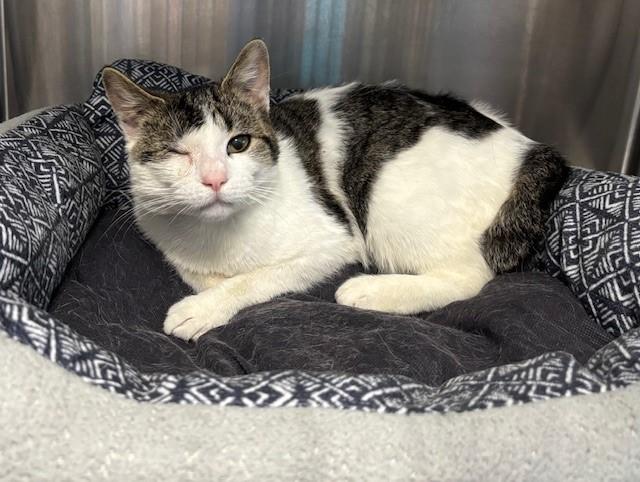 Enlarge Kipper, a Adoptable Domestic Short Hair in Allegan, MI image 1/1