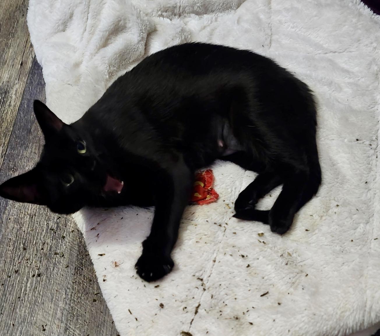 Pilates, an adopted Domestic Short Hair in Hamilton, ON image 6/6