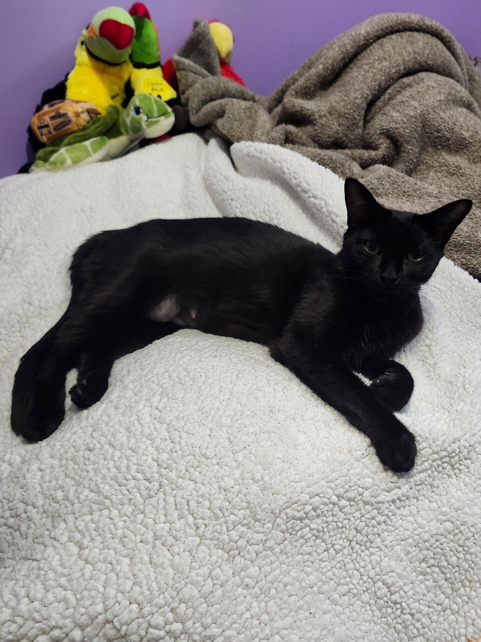 Pilates, an adopted Domestic Short Hair in Hamilton, ON image 5/6