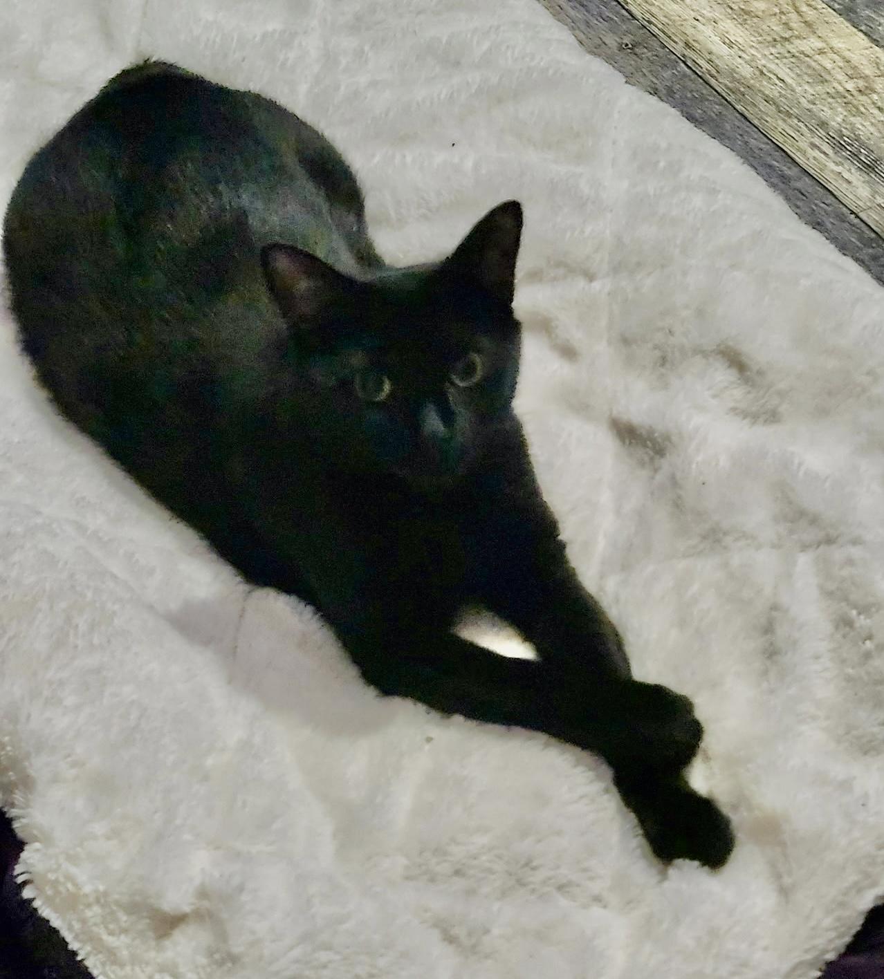 Pilates, an adopted Domestic Short Hair in Hamilton, ON image 2/6
