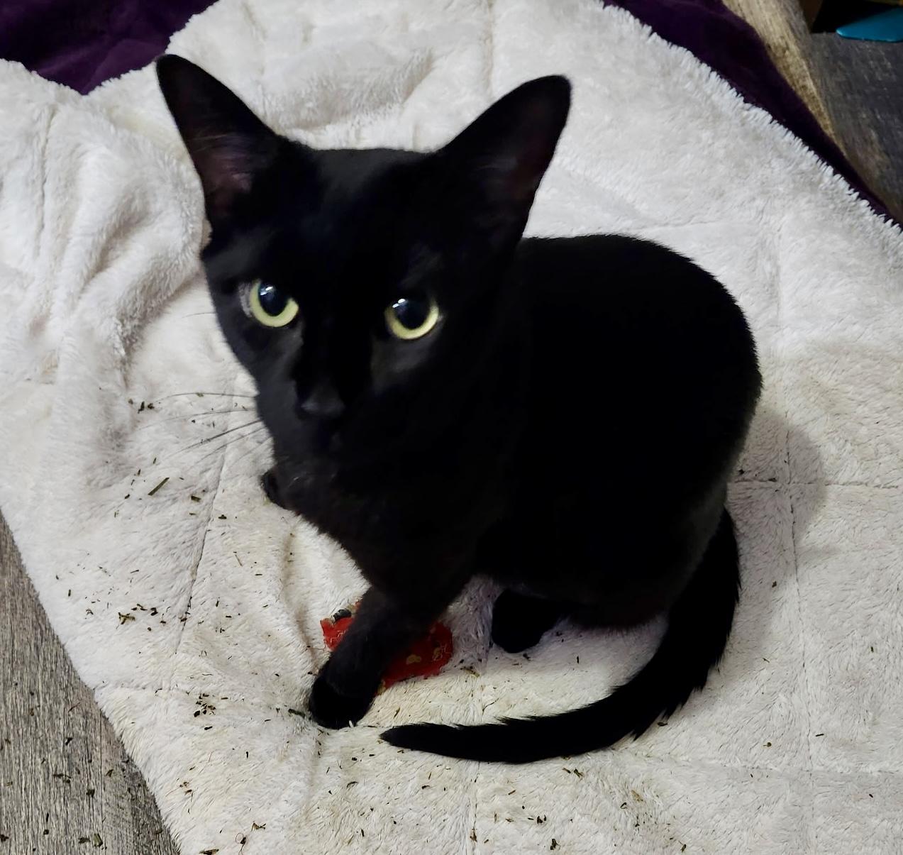Pilates, an adopted Domestic Short Hair in Hamilton, ON image 3/6