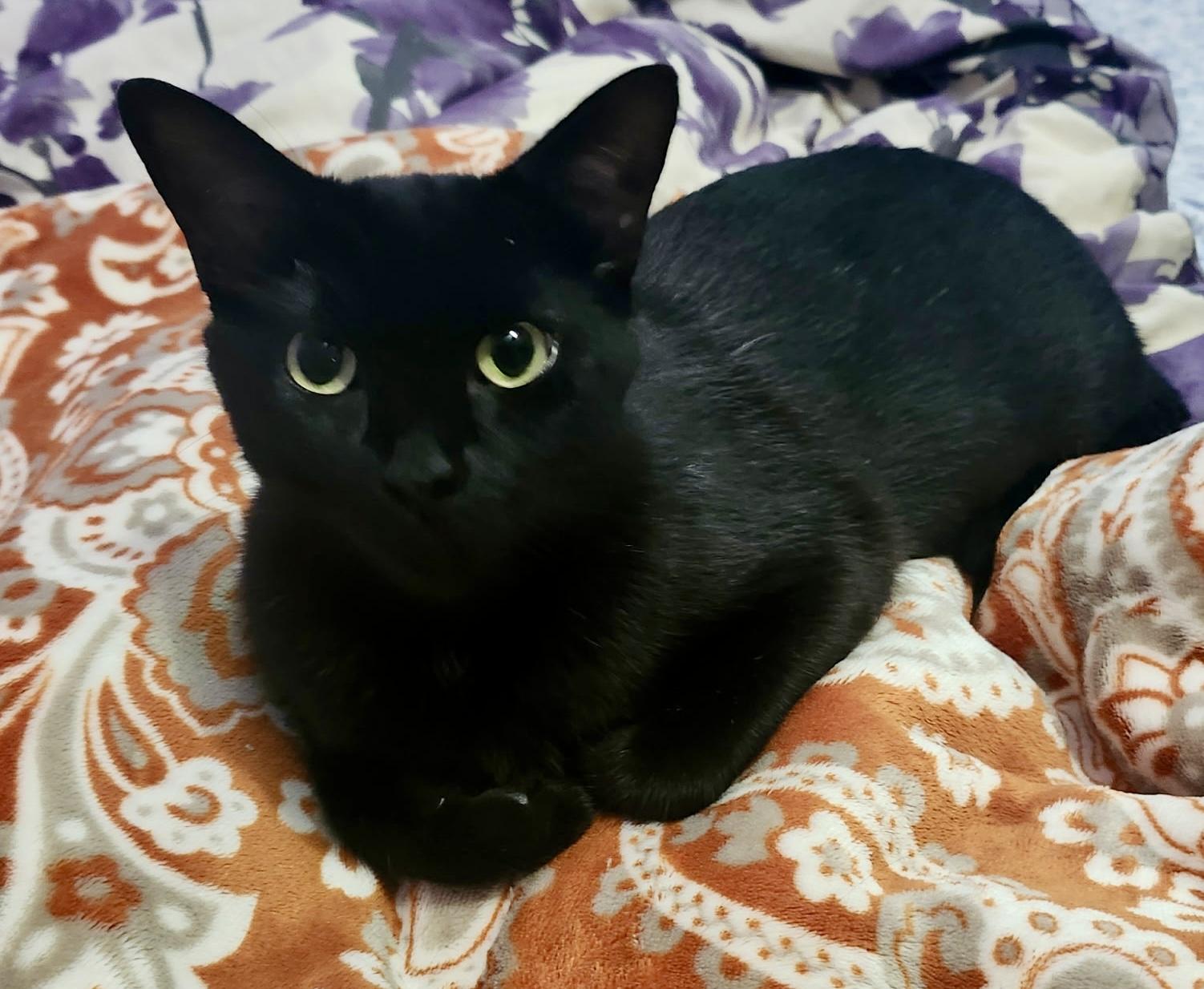 Pilates, adopted, Young Female Domestic Short Hair.