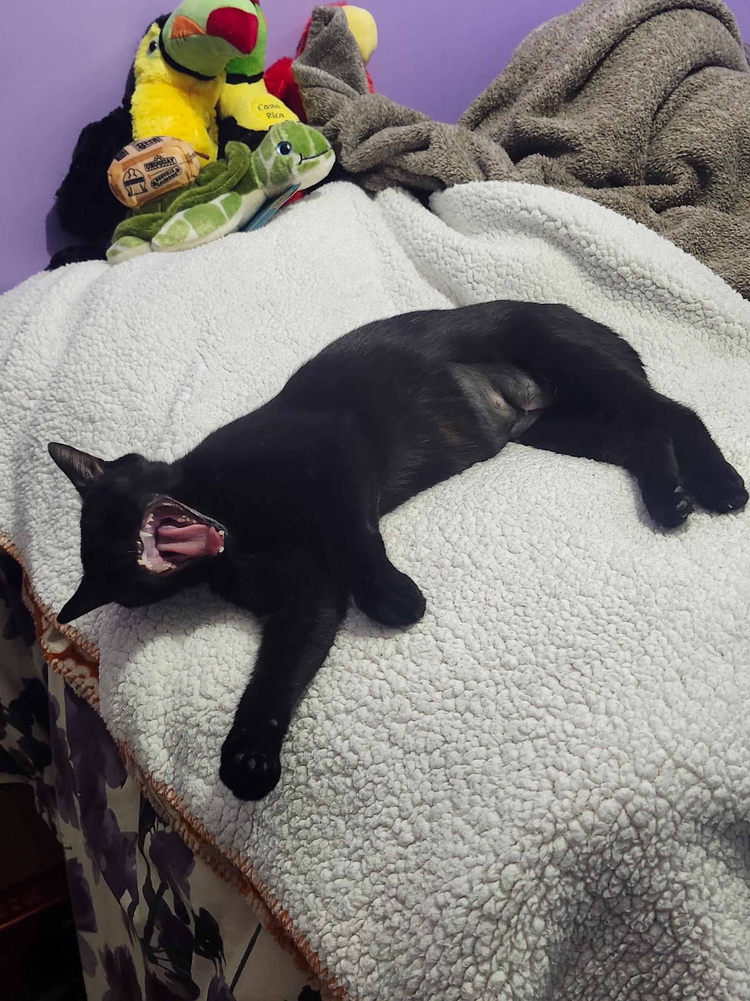 Pilates, an adopted Domestic Short Hair in Hamilton, ON image 4/6