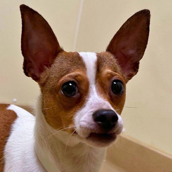 Station Wagon, Adoptable, Young Male Chihuahua.