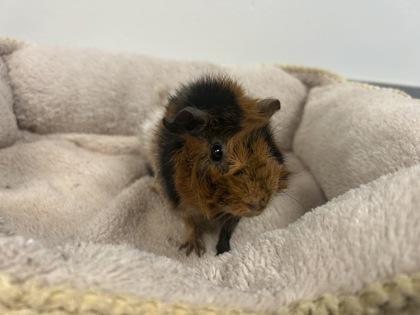 Hazel, Adoptable, Young Female Guinea Pig.