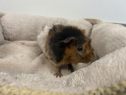 Hazel, a Adoptable Guinea Pig in Boulder, CO image 2/2
