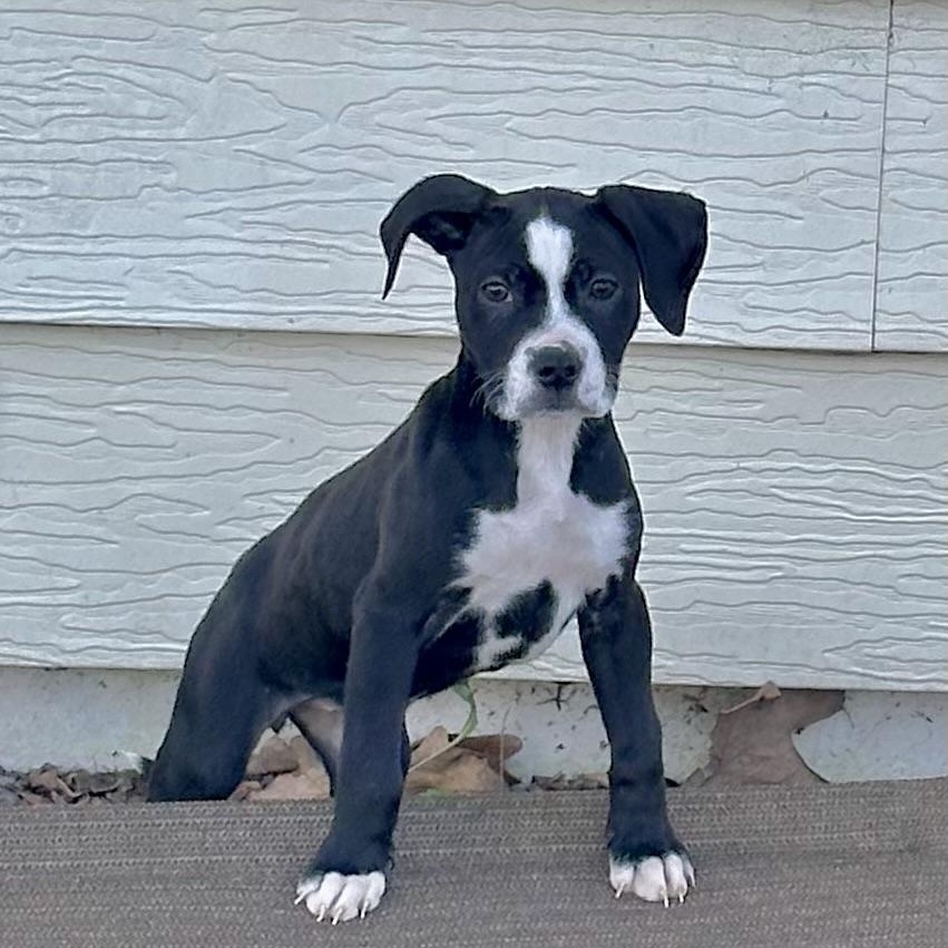 Enlarge Moo Moo, a ADOPTABLE mixed breed in Little Rock, AR image 4/6
