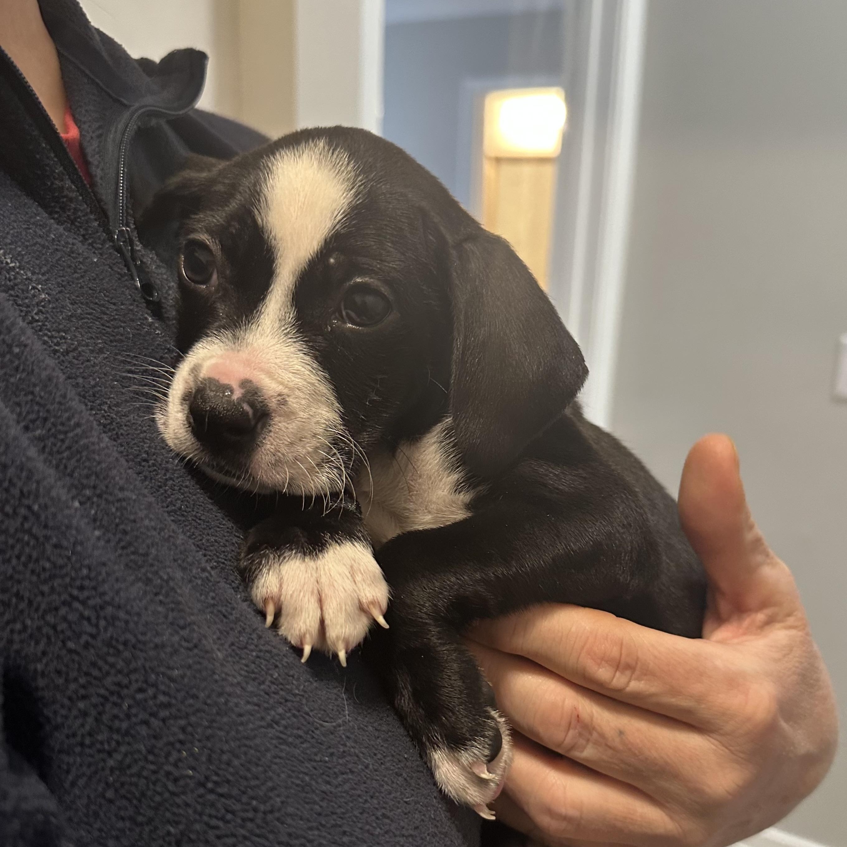 Moo Moo, a ADOPTABLE mixed breed in Little Rock, AR image 1/5