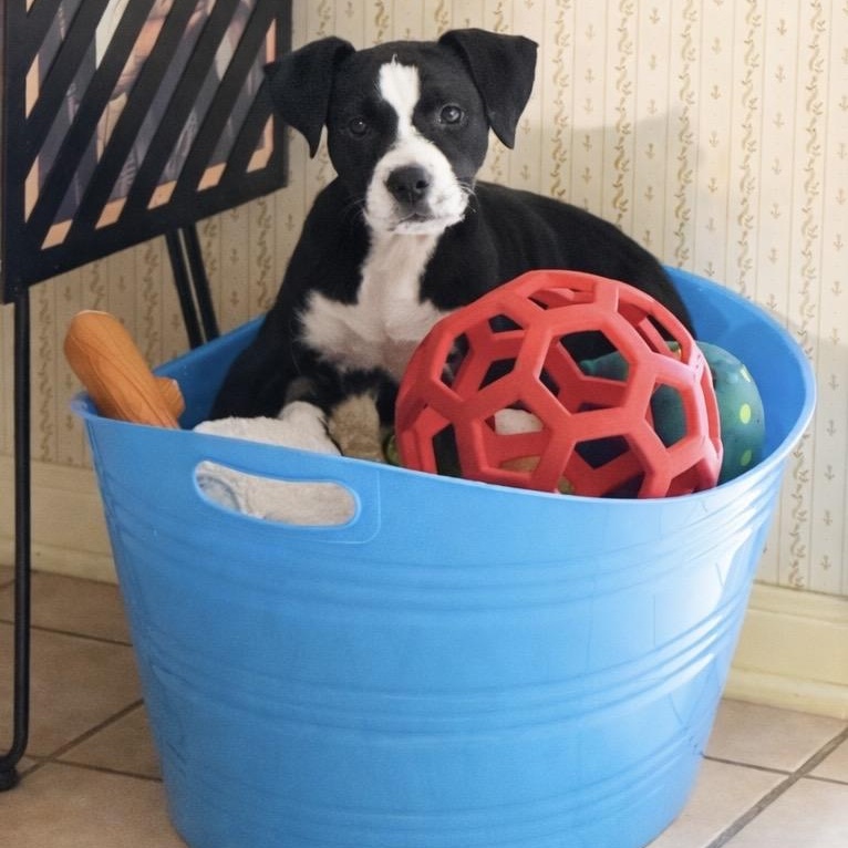 Moo Moo, ADOPTABLE, Puppy Female Labrador Retriever & Boxer.