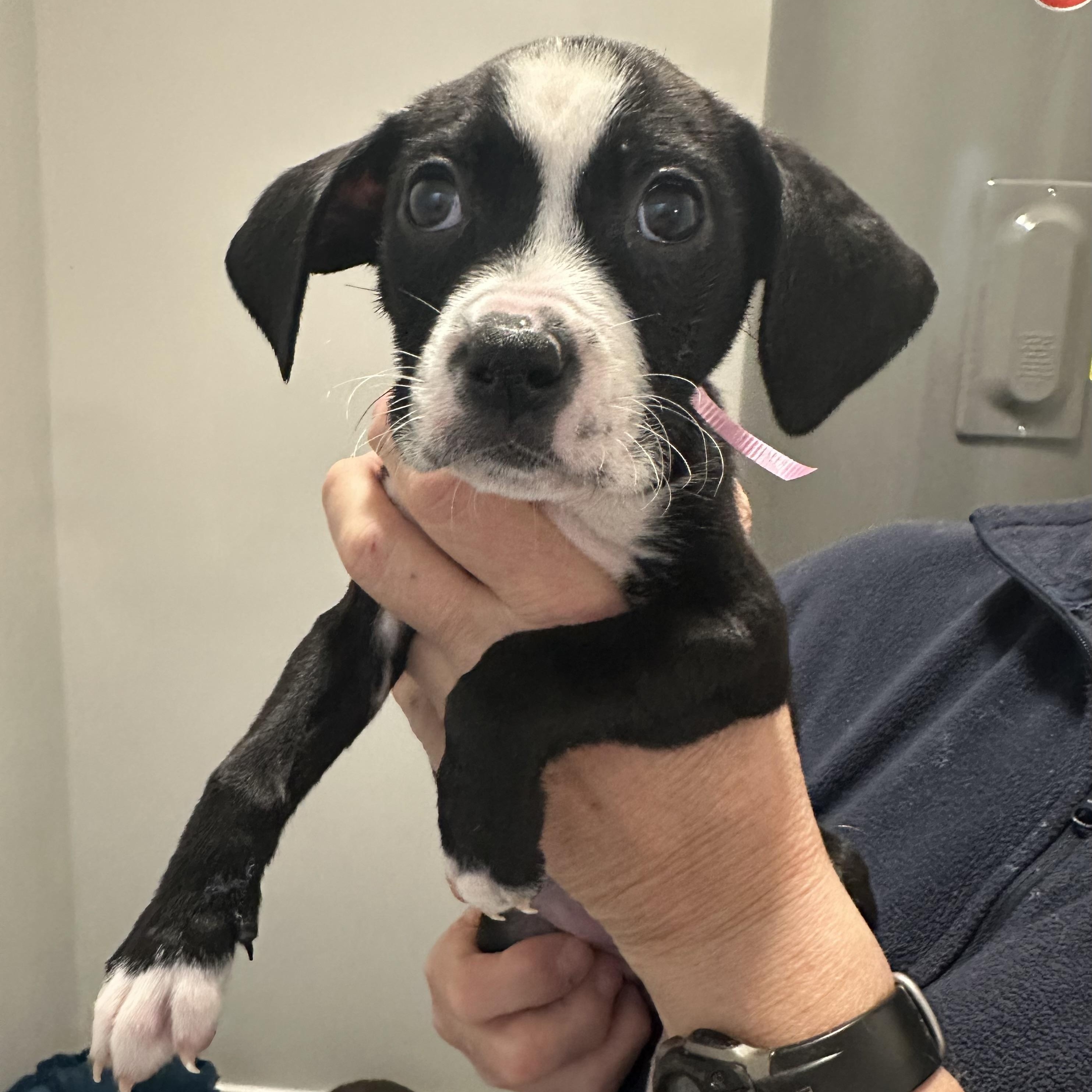 Moo Moo, a ADOPTABLE mixed breed in Little Rock, AR image 2/5