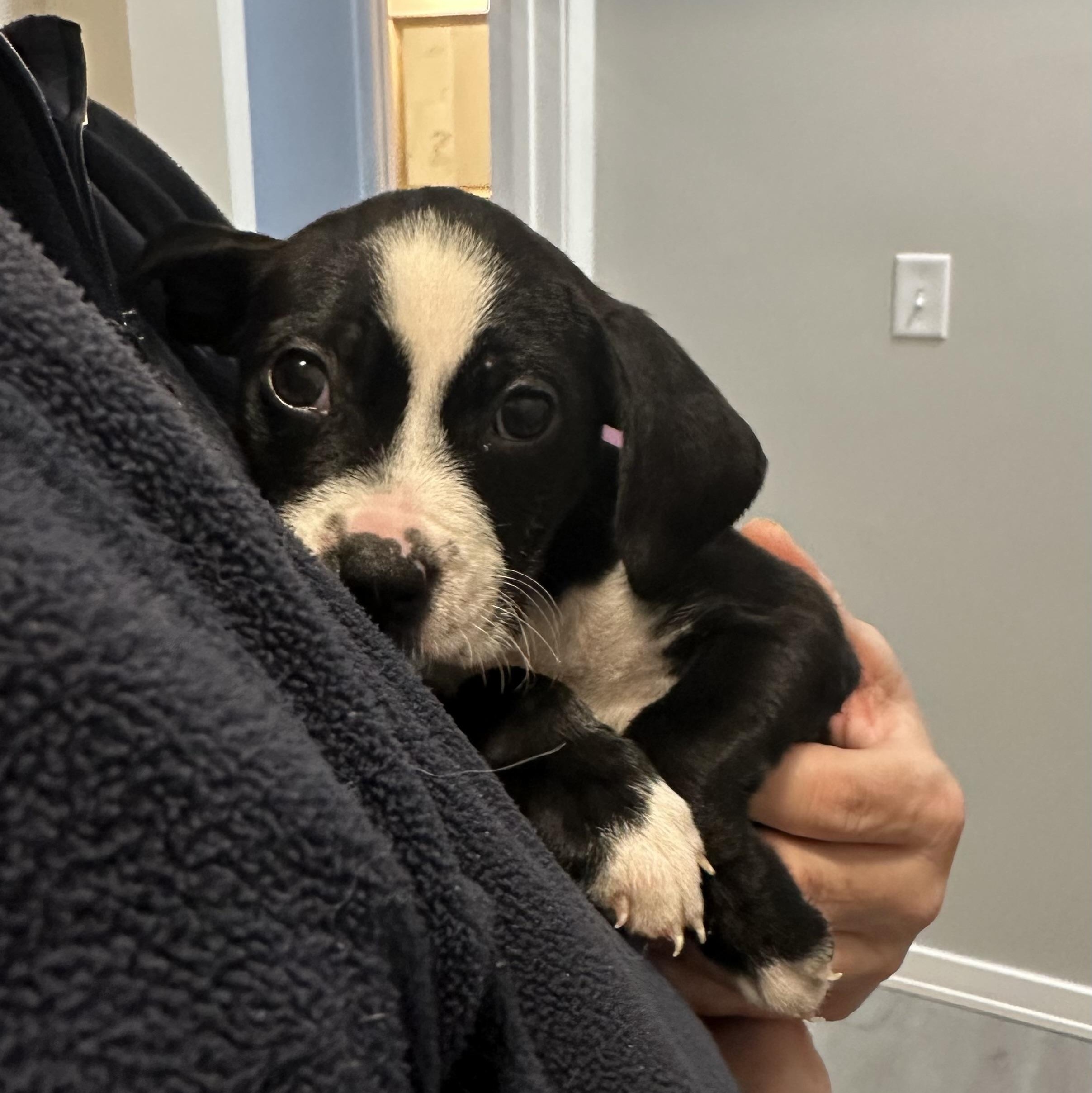 Moo Moo, a ADOPTABLE mixed breed in Little Rock, AR image 3/5