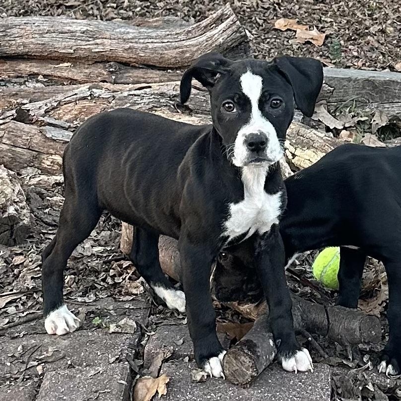 Enlarge Moo Moo, a ADOPTABLE mixed breed in Little Rock, AR image 5/6