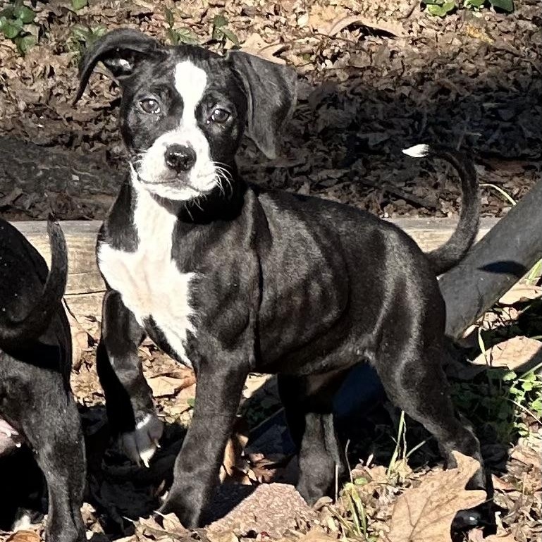 Enlarge Moo Moo, a ADOPTABLE mixed breed in Little Rock, AR image 3/6