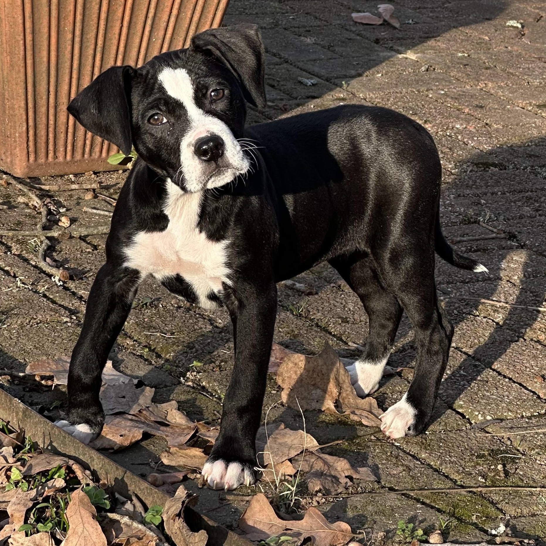 Enlarge Moo Moo, a ADOPTABLE mixed breed in Little Rock, AR image 2/6