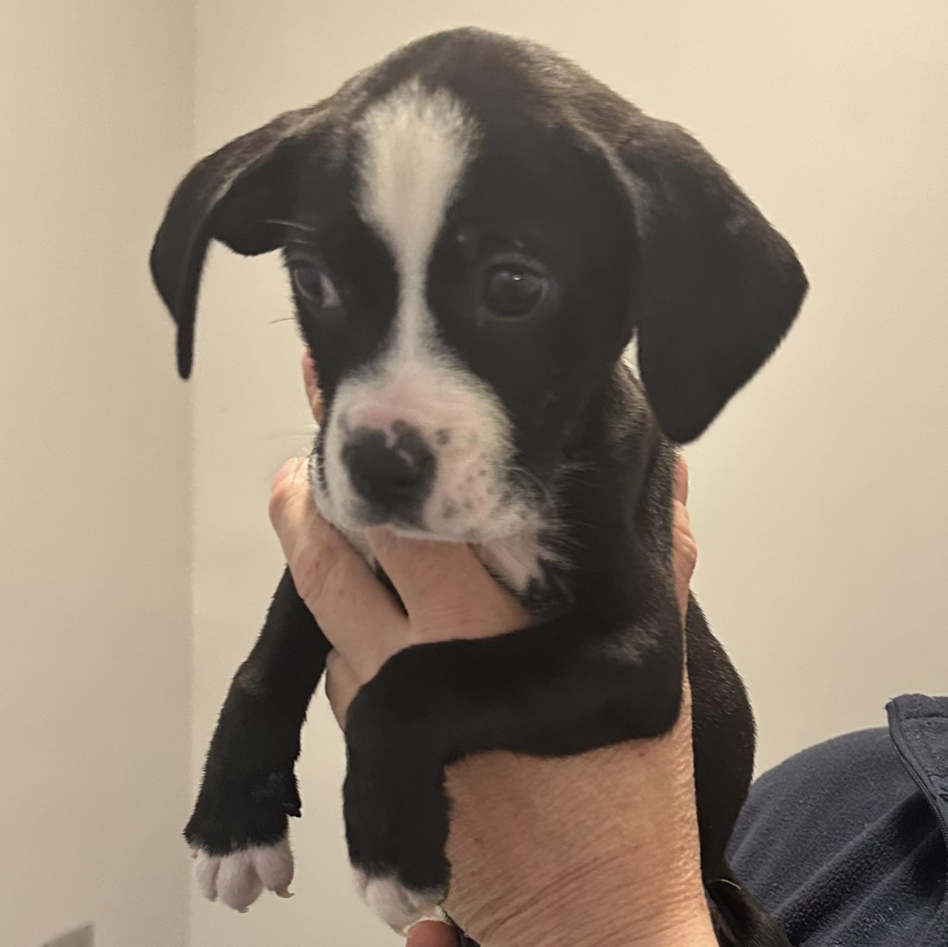 Moo Moo, a ADOPTABLE mixed breed in Little Rock, AR image 4/5