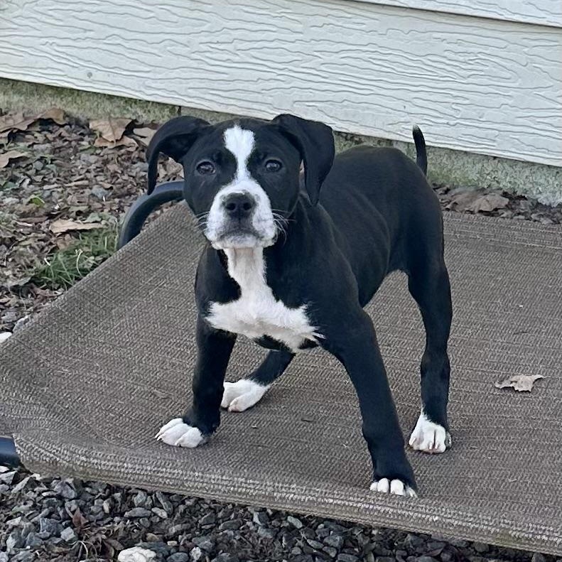 Enlarge Moo Moo, a ADOPTABLE mixed breed in Little Rock, AR image 6/6