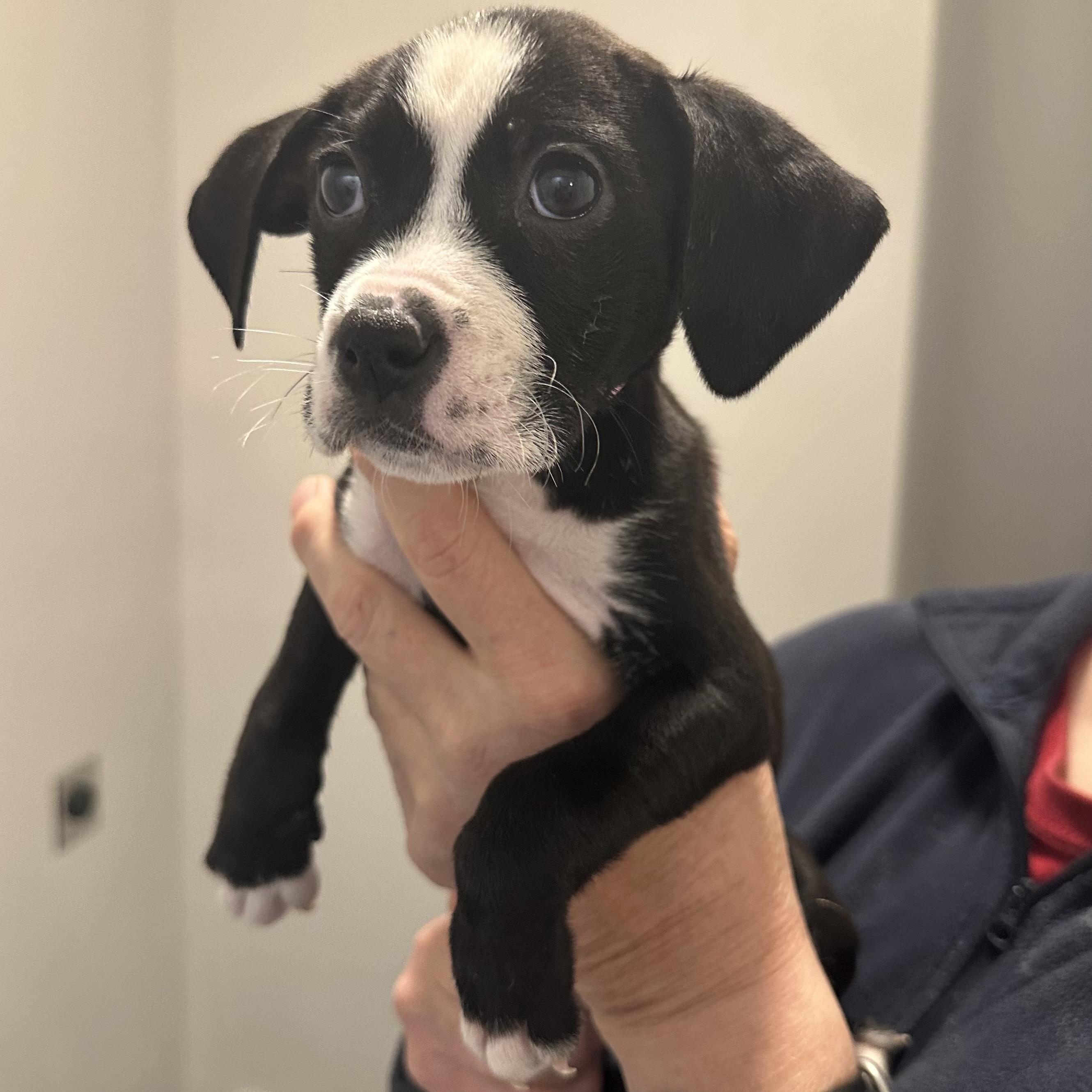 Moo Moo, a ADOPTABLE mixed breed in Little Rock, AR image 5/5