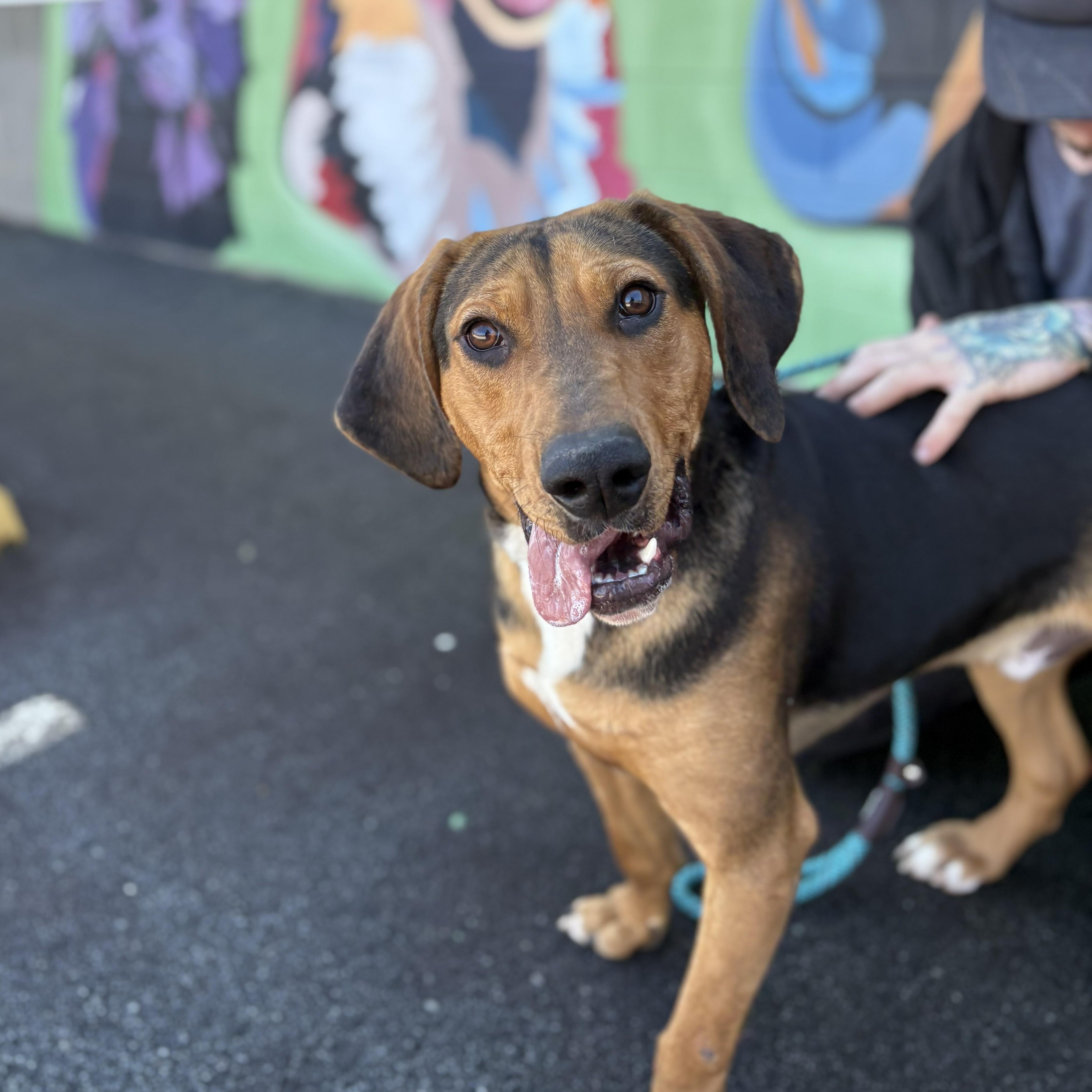 Enlarge Mako, a other Black and Tan Coonhound in Franklin, NC image 2/2