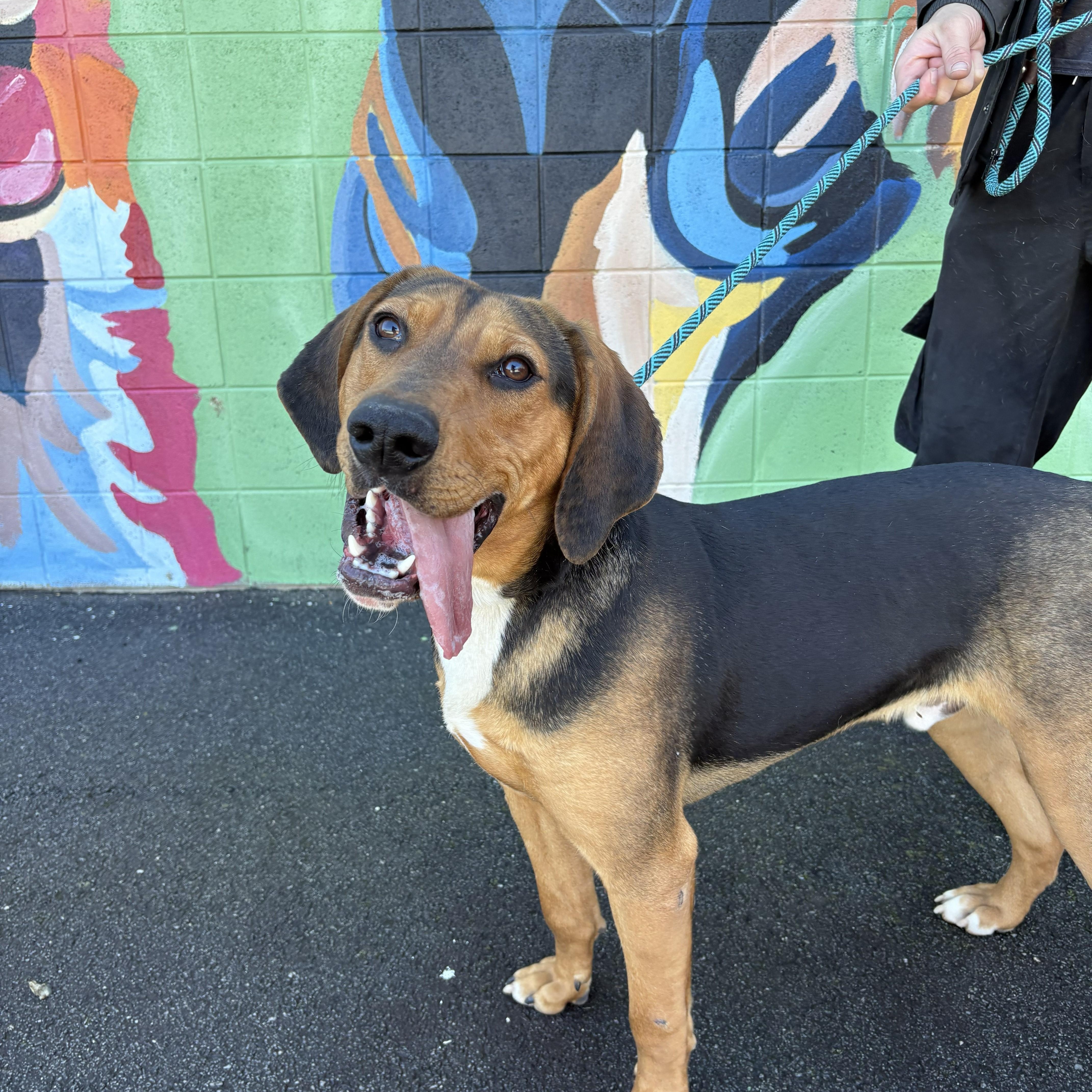 Enlarge Mako, a other Black and Tan Coonhound in Franklin, NC image 1/2