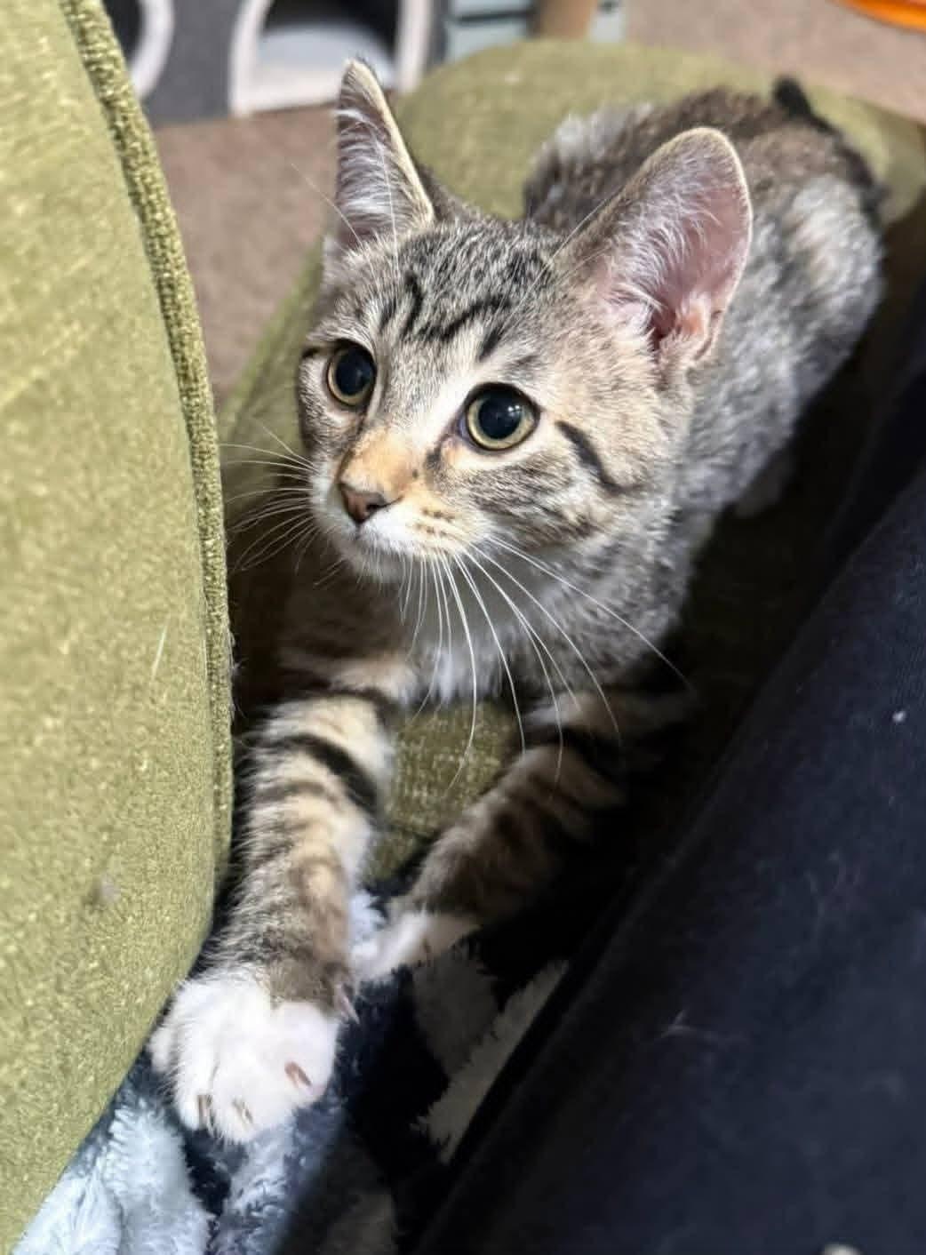 Enlarge Mischief , an adopted mixed breed in Sioux City, IA image 2/6