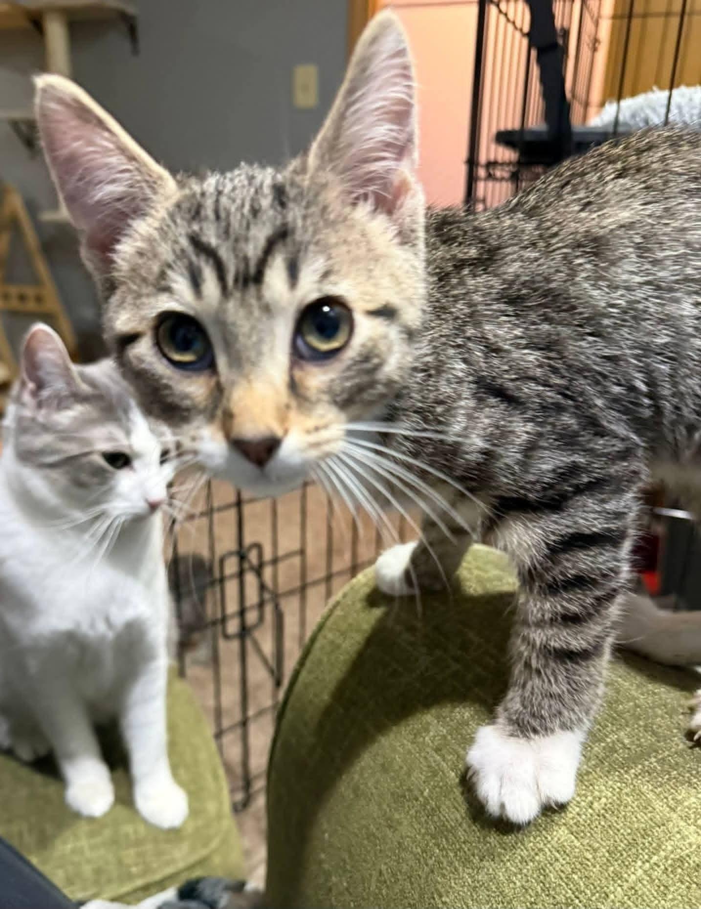 Enlarge Mischief , an adopted mixed breed in Sioux City, IA image 1/6