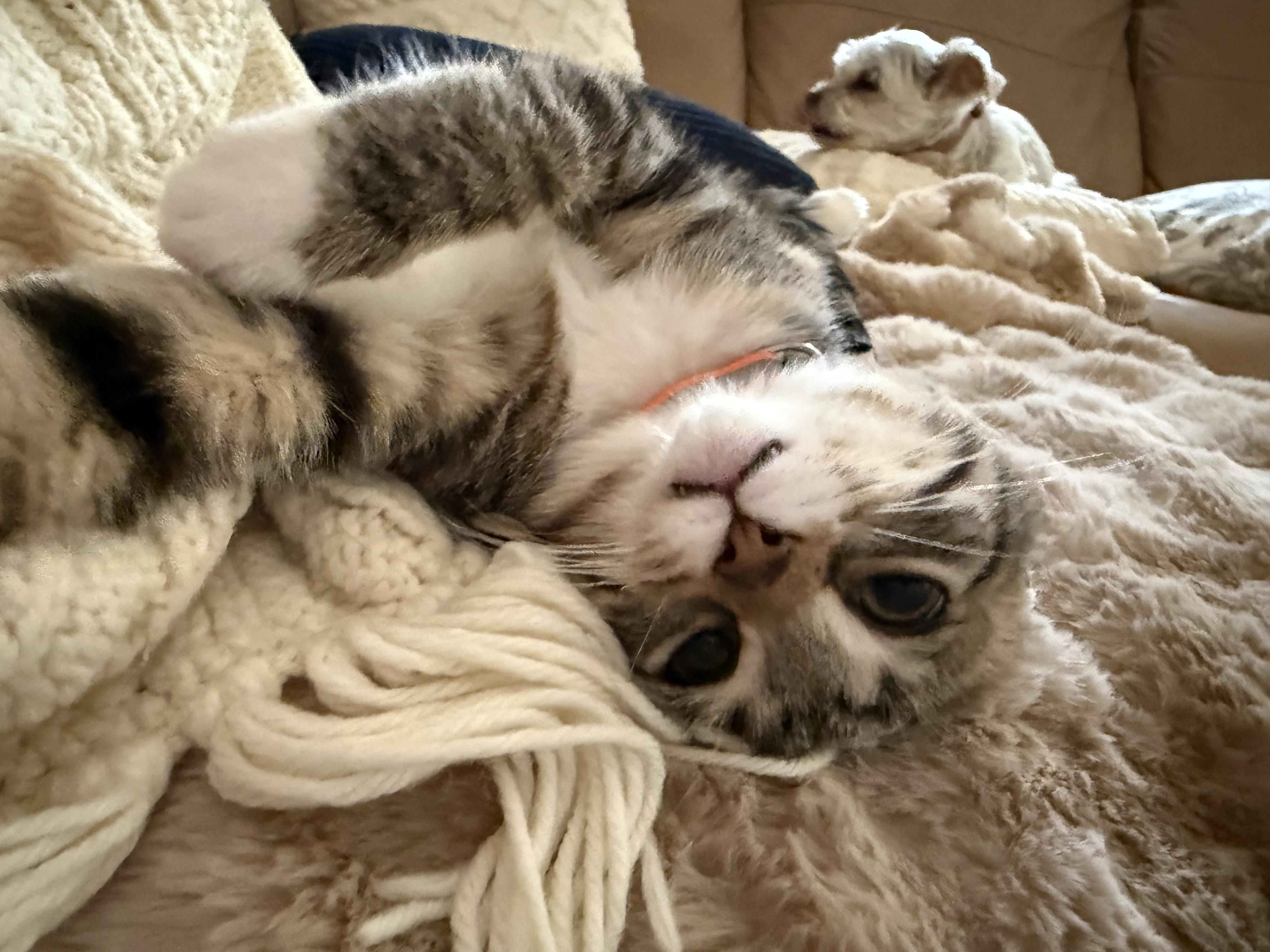 Enlarge Mischief , an adopted mixed breed in Sioux City, IA image 5/6