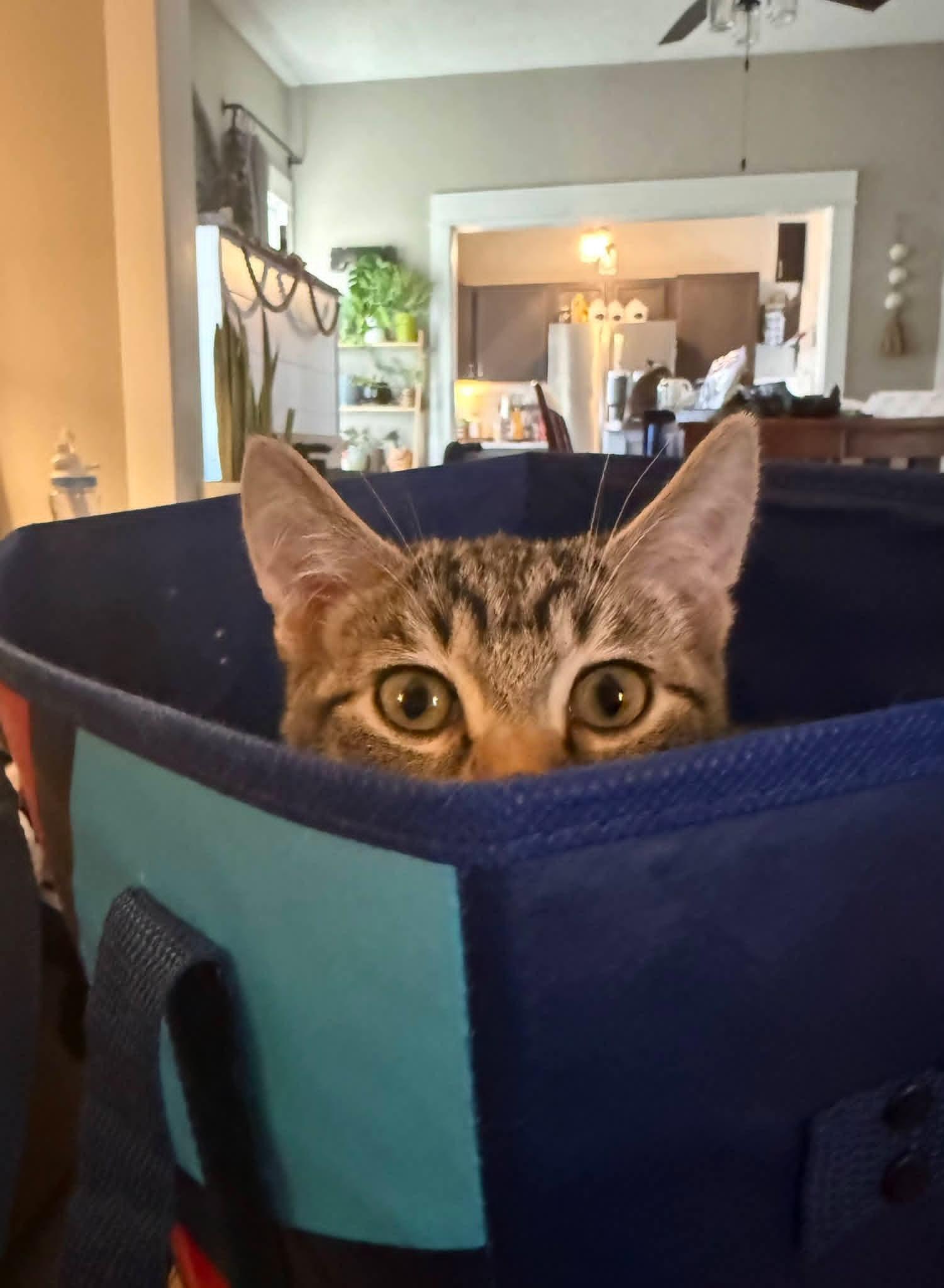 Enlarge Mischief , an adopted mixed breed in Sioux City, IA image 4/6