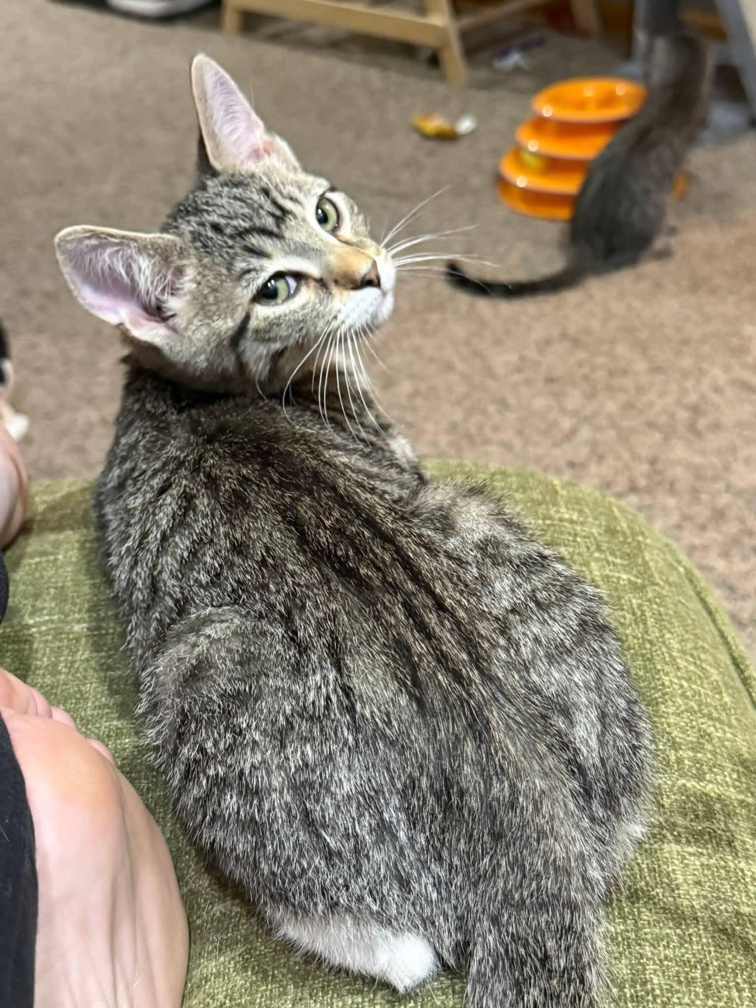 Enlarge Mischief , an adopted mixed breed in Sioux City, IA image 3/6