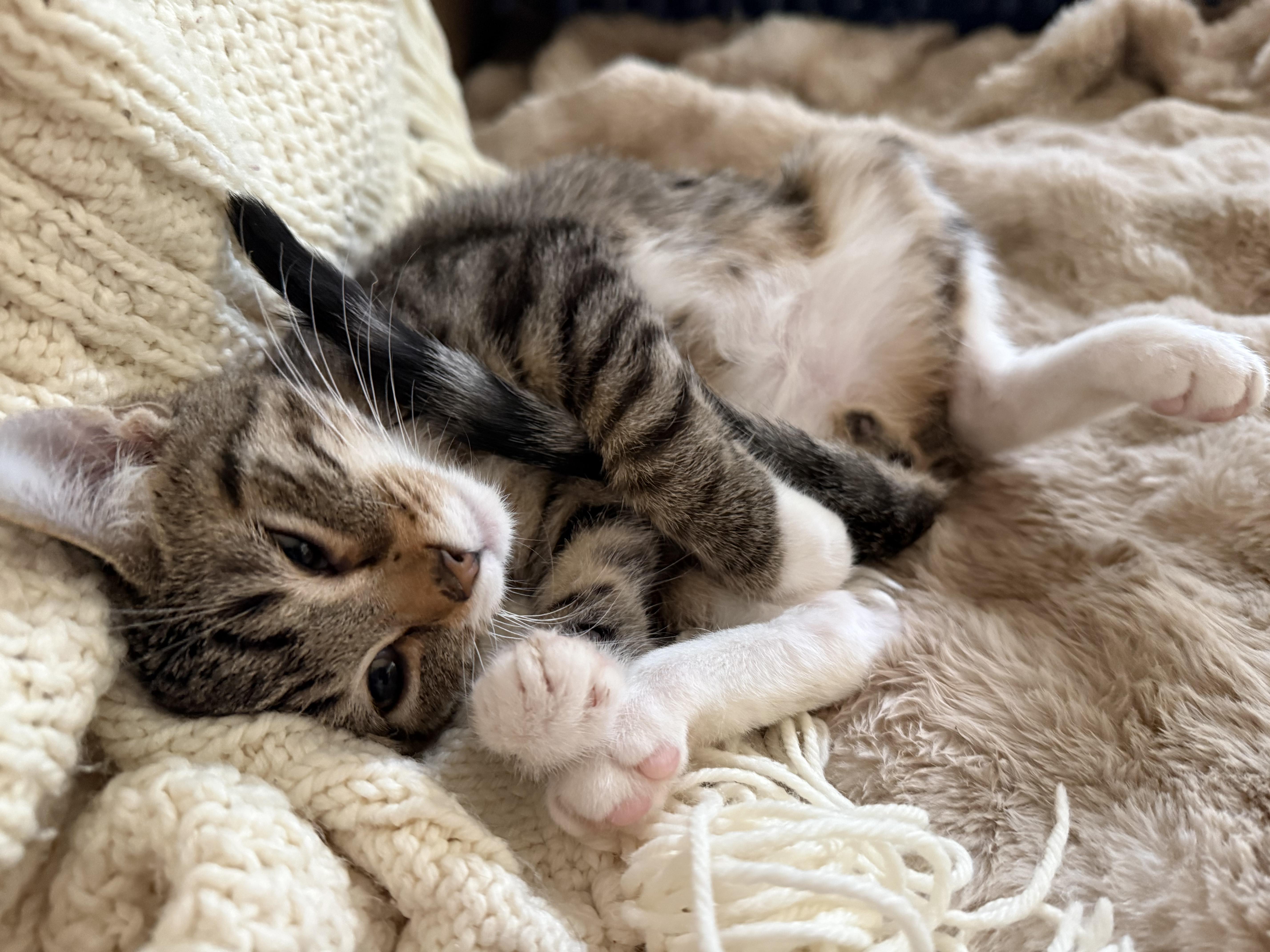 Enlarge Mischief , an adopted mixed breed in Sioux City, IA image 6/6