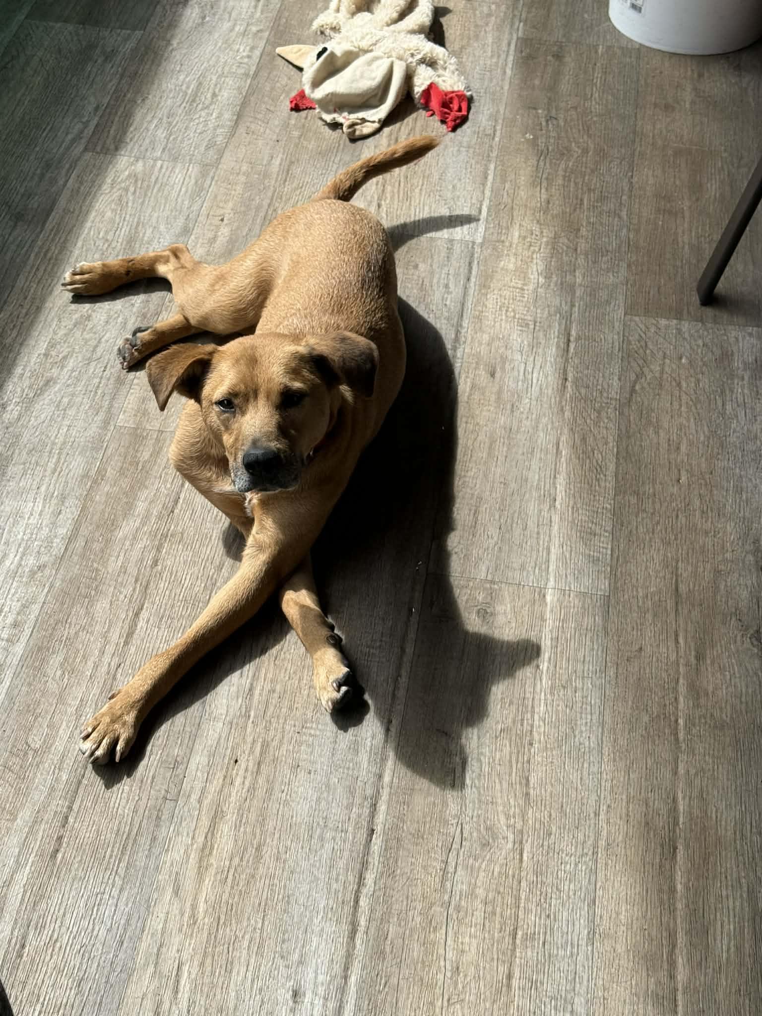 Enlarge Ho'ola, a ADOPTABLE mixed breed in MOUNTAIN VIEW, HI image 2/6