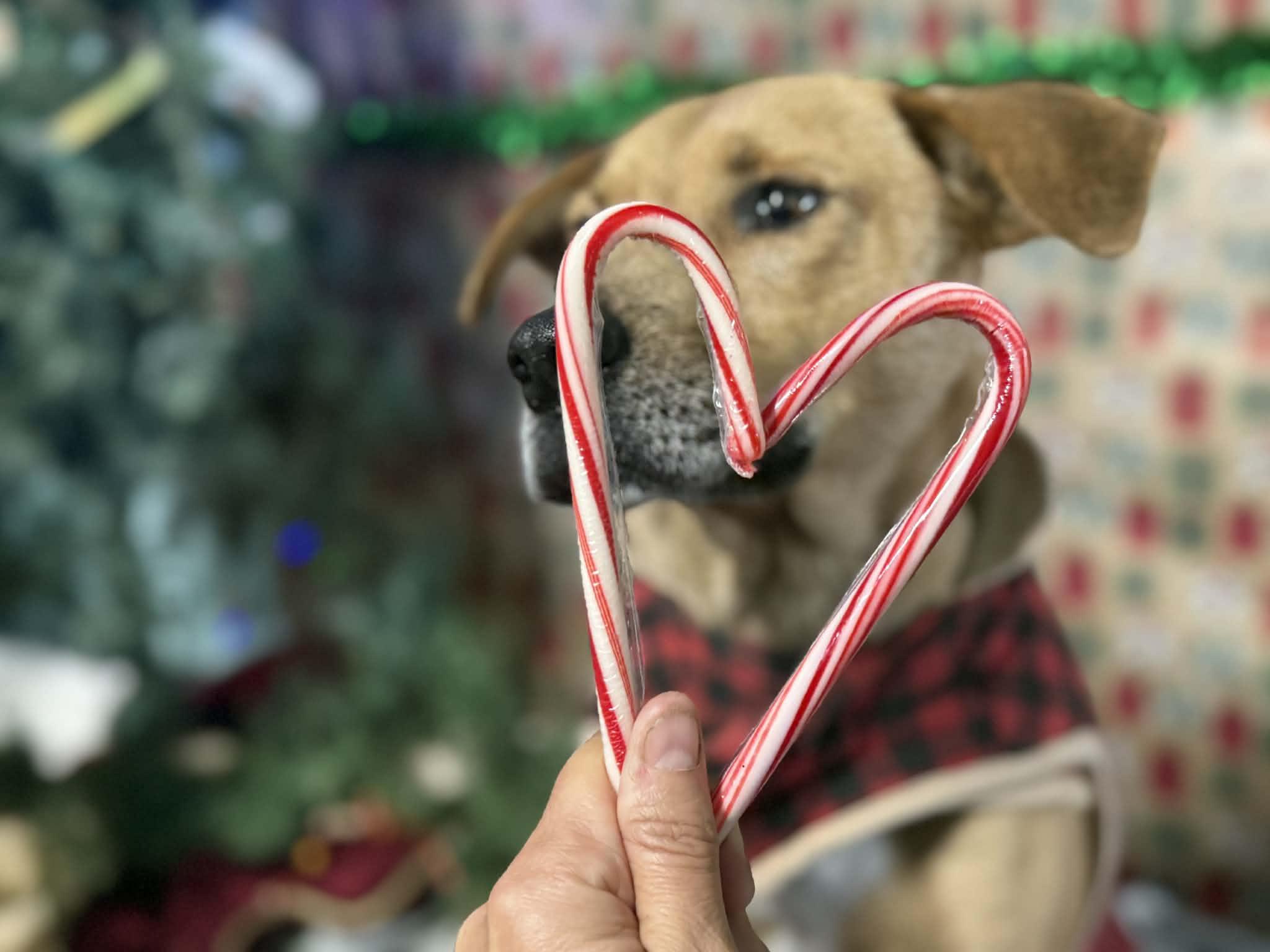 Enlarge Ho'ola, a ADOPTABLE mixed breed in MOUNTAIN VIEW, HI image 4/6