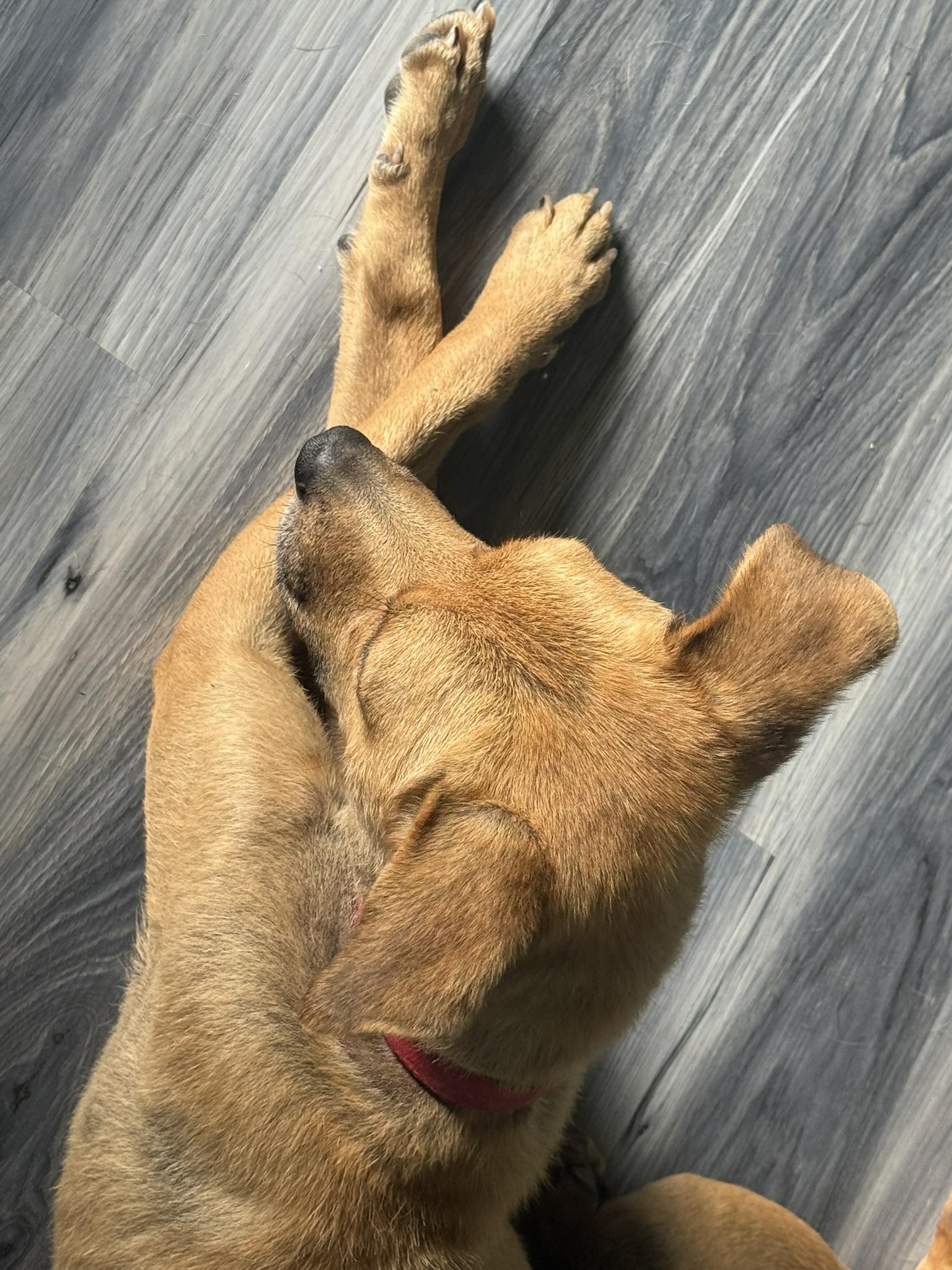 Ho'ola, a Adoptable Mixed Breed in Mountain View, HI image 3/6