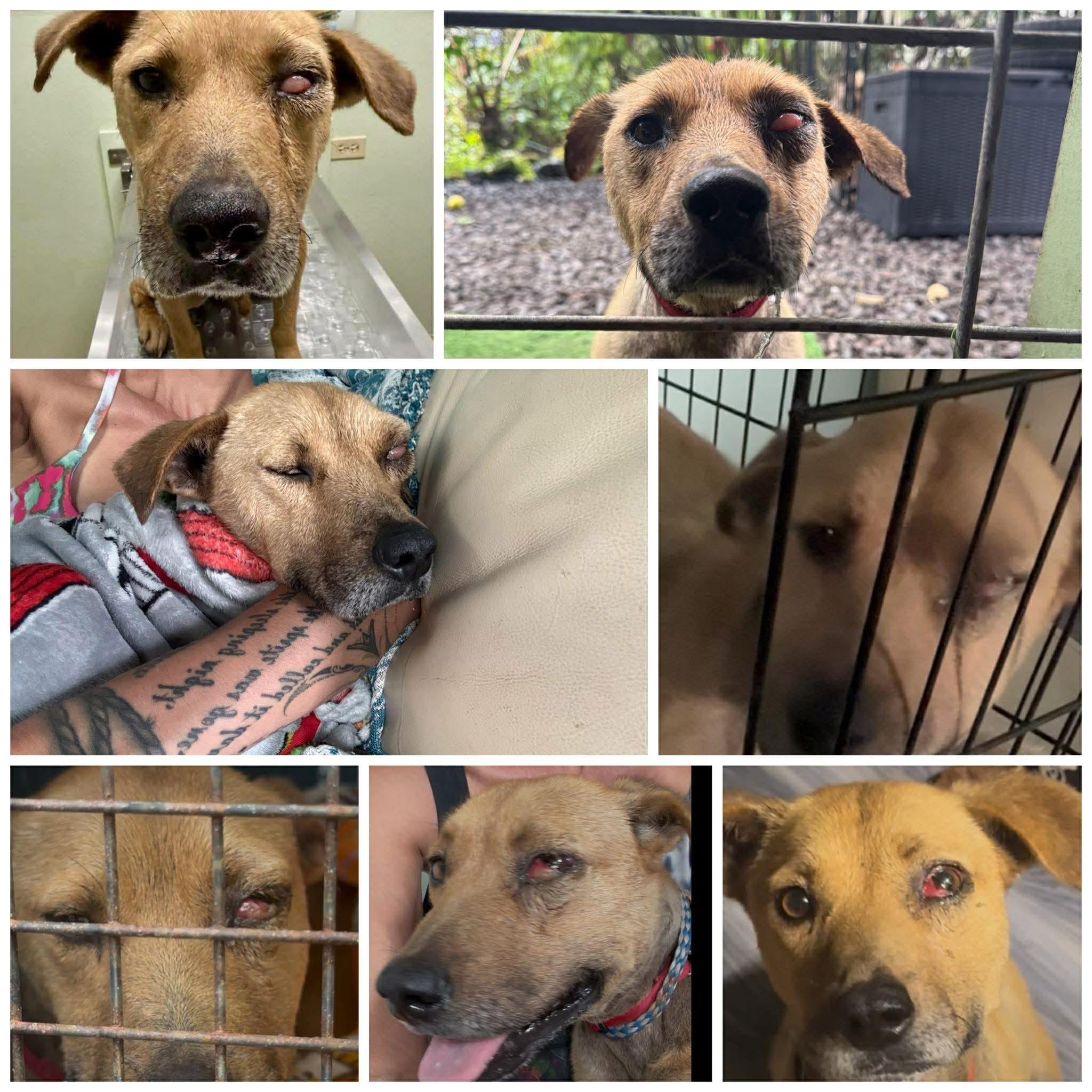 Enlarge Ho'ola, a ADOPTABLE mixed breed in MOUNTAIN VIEW, HI image 6/6