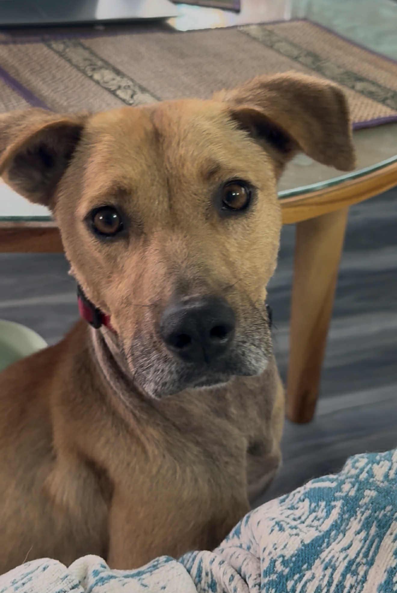 Ho'ola, a Adoptable Mixed Breed in Mountain View, HI image 4/6