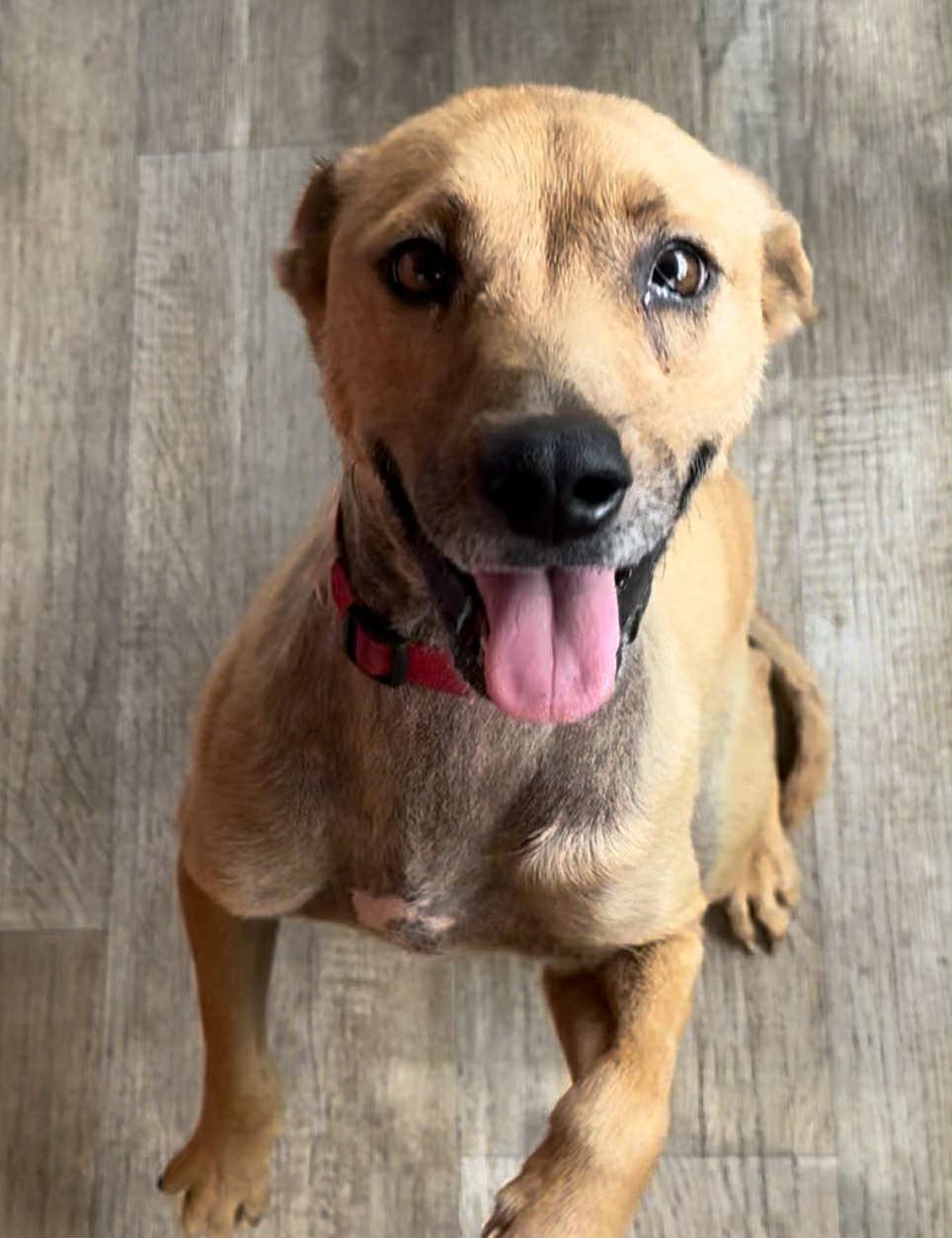 Enlarge Ho'ola, a ADOPTABLE mixed breed in MOUNTAIN VIEW, HI image 1/6