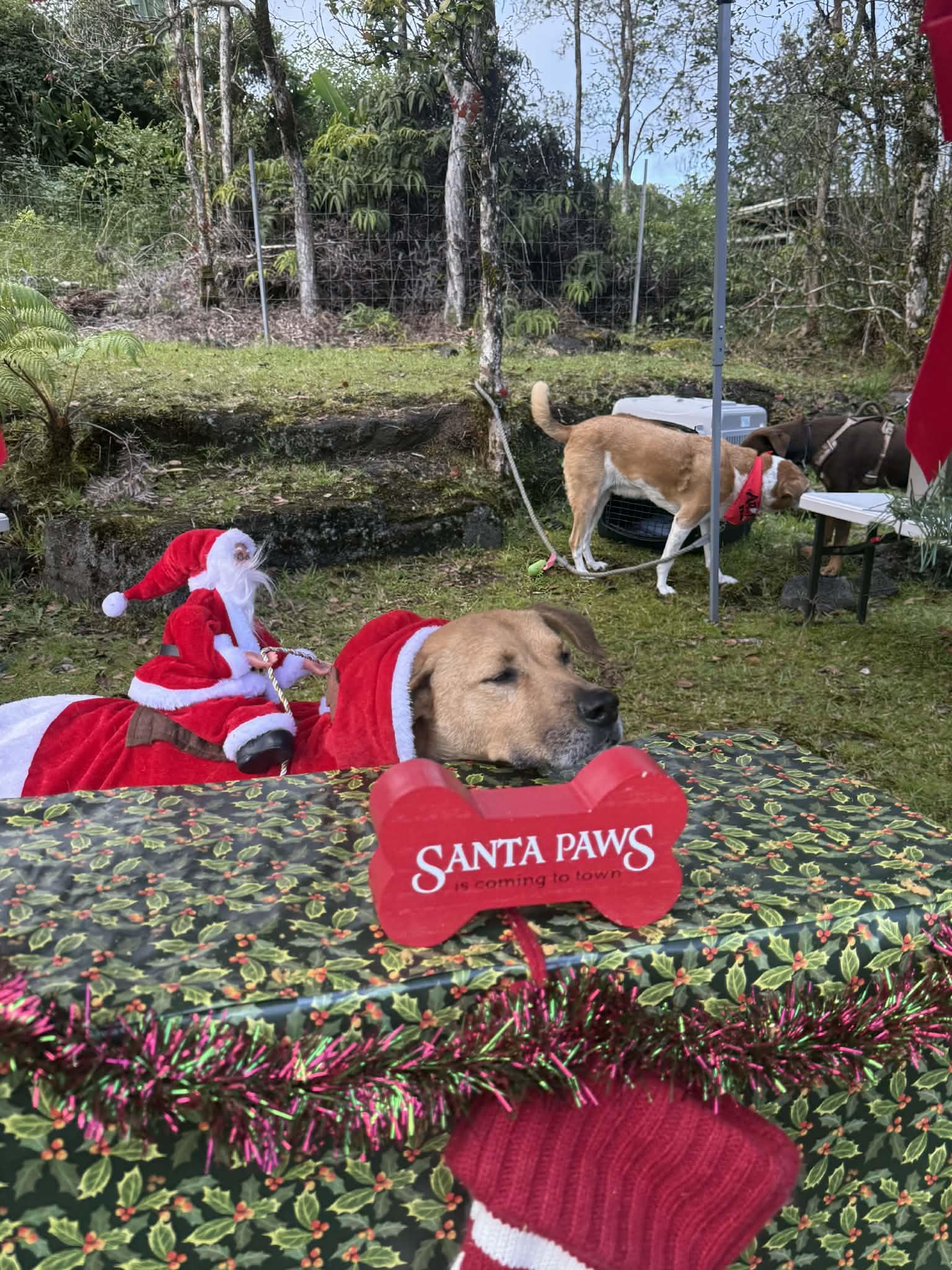 Enlarge Ho'ola, a ADOPTABLE mixed breed in MOUNTAIN VIEW, HI image 3/6