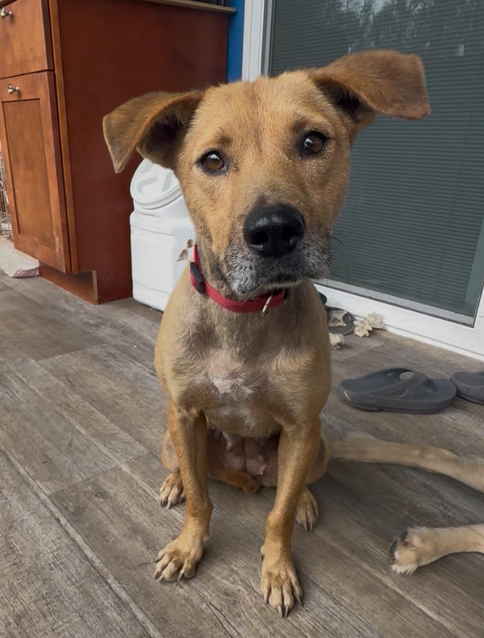Ho'ola, a Adoptable Mixed Breed in Mountain View, HI image 6/6