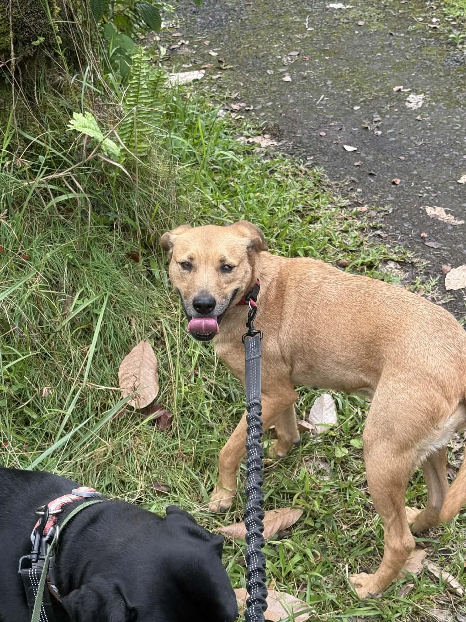 Enlarge Ho'ola, a ADOPTABLE mixed breed in MOUNTAIN VIEW, HI image 5/6