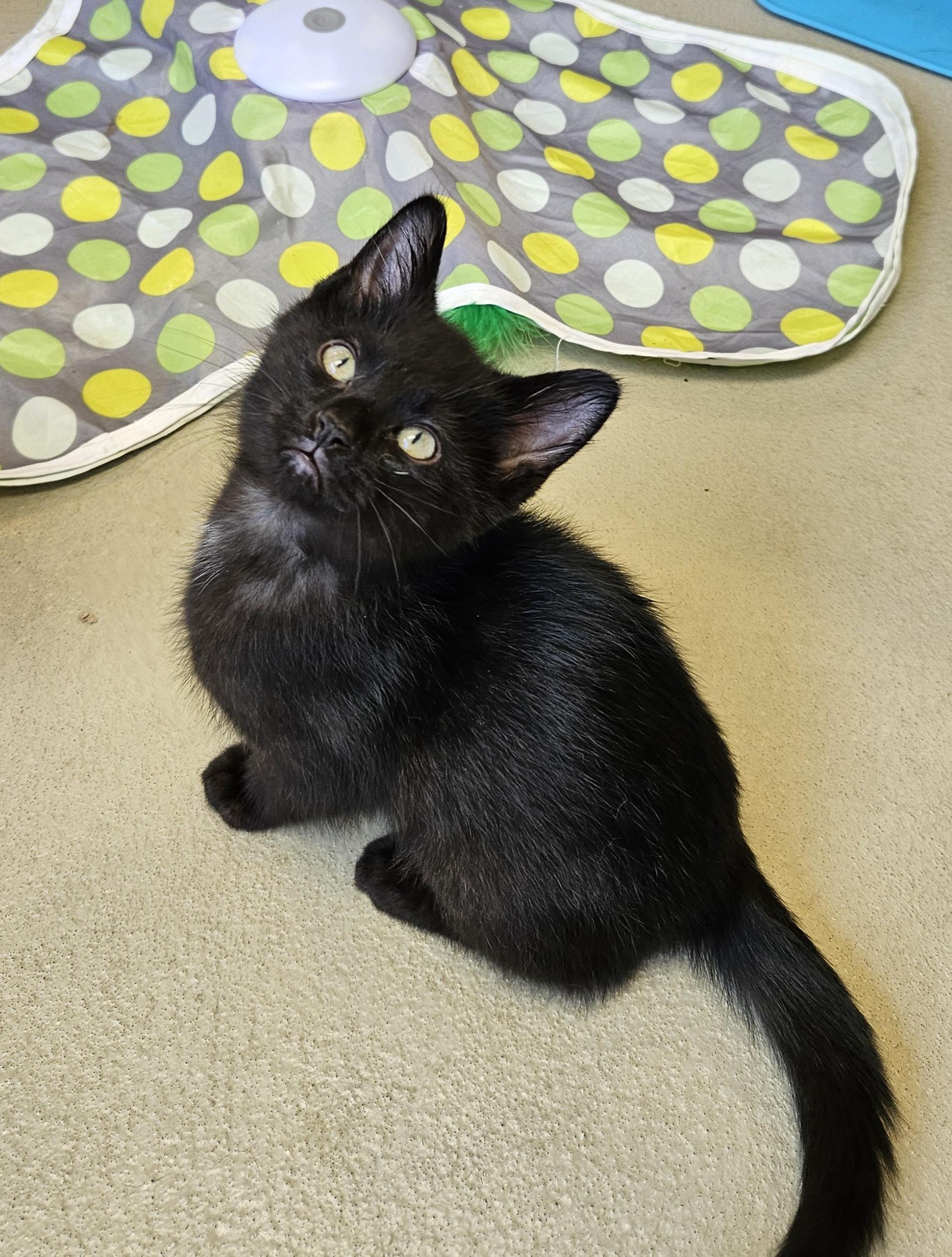 Enlarge Reggie, a ADOPTABLE Domestic Short Hair in Bluffton, IN image 1/1