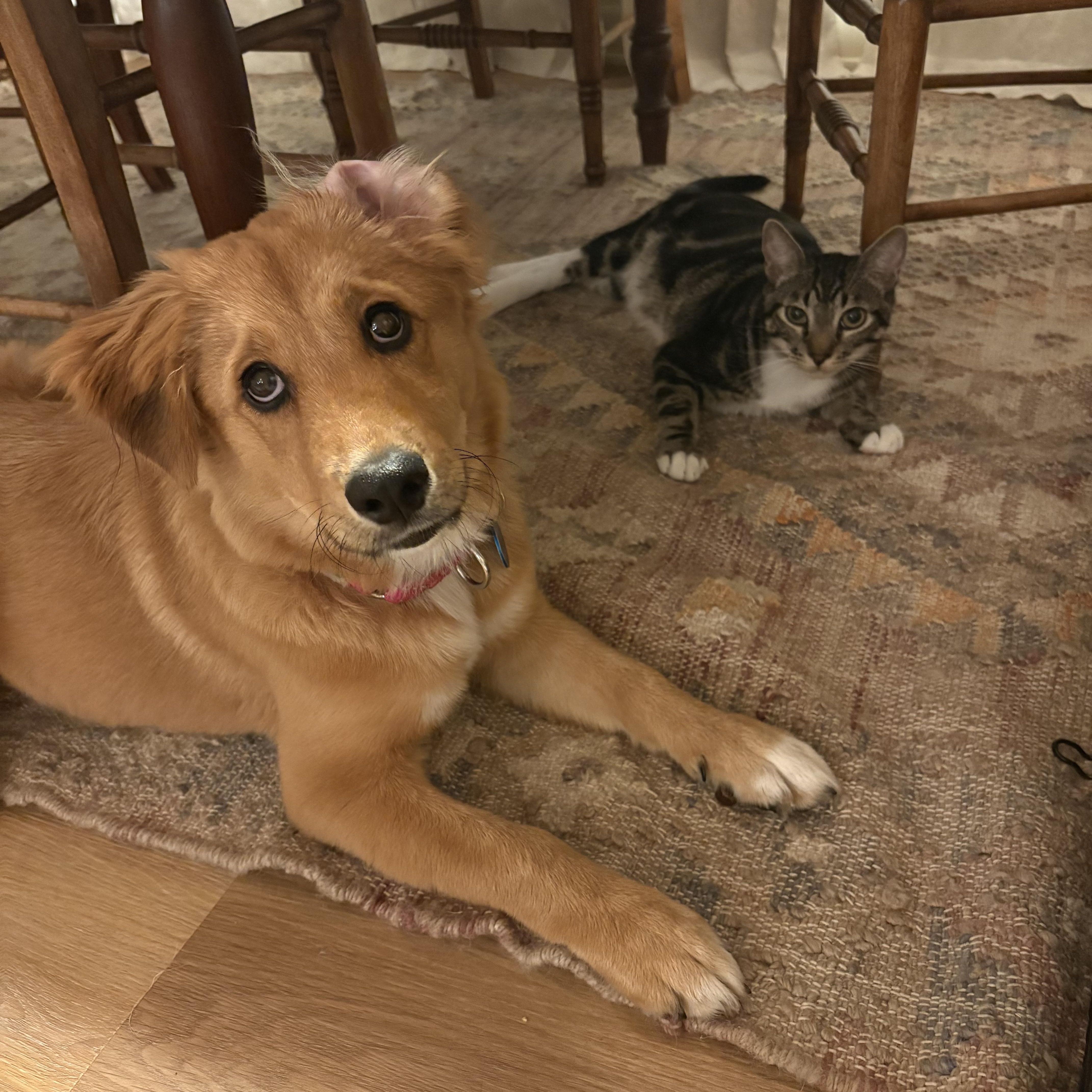 Enlarge Amelia, an adopted mixed breed in Pasadena, CA image 3/5