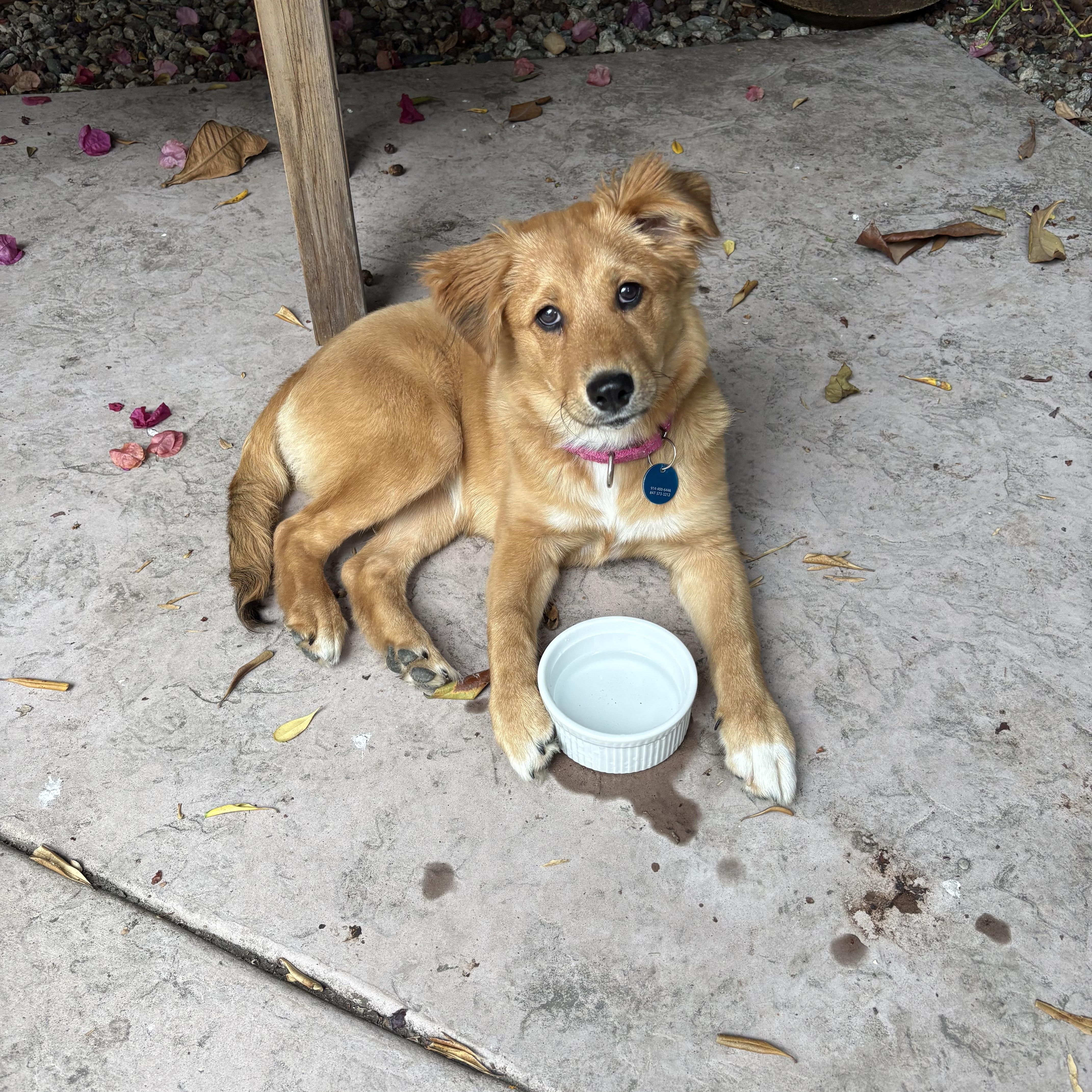 Enlarge Amelia, an adopted mixed breed in Pasadena, CA image 4/5