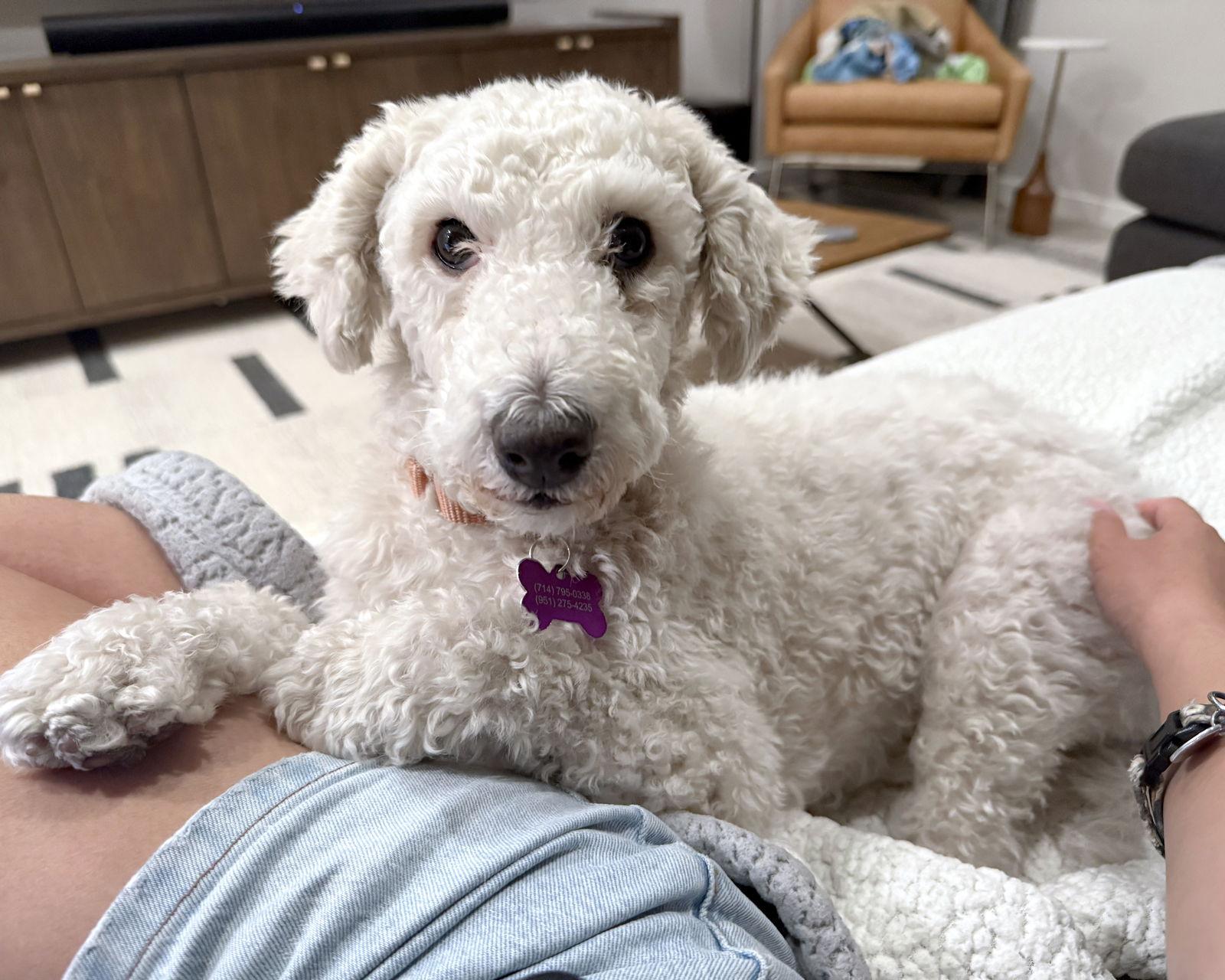 Enlarge Clementine, a Adoptable Poodle in Corona, CA image 1/3