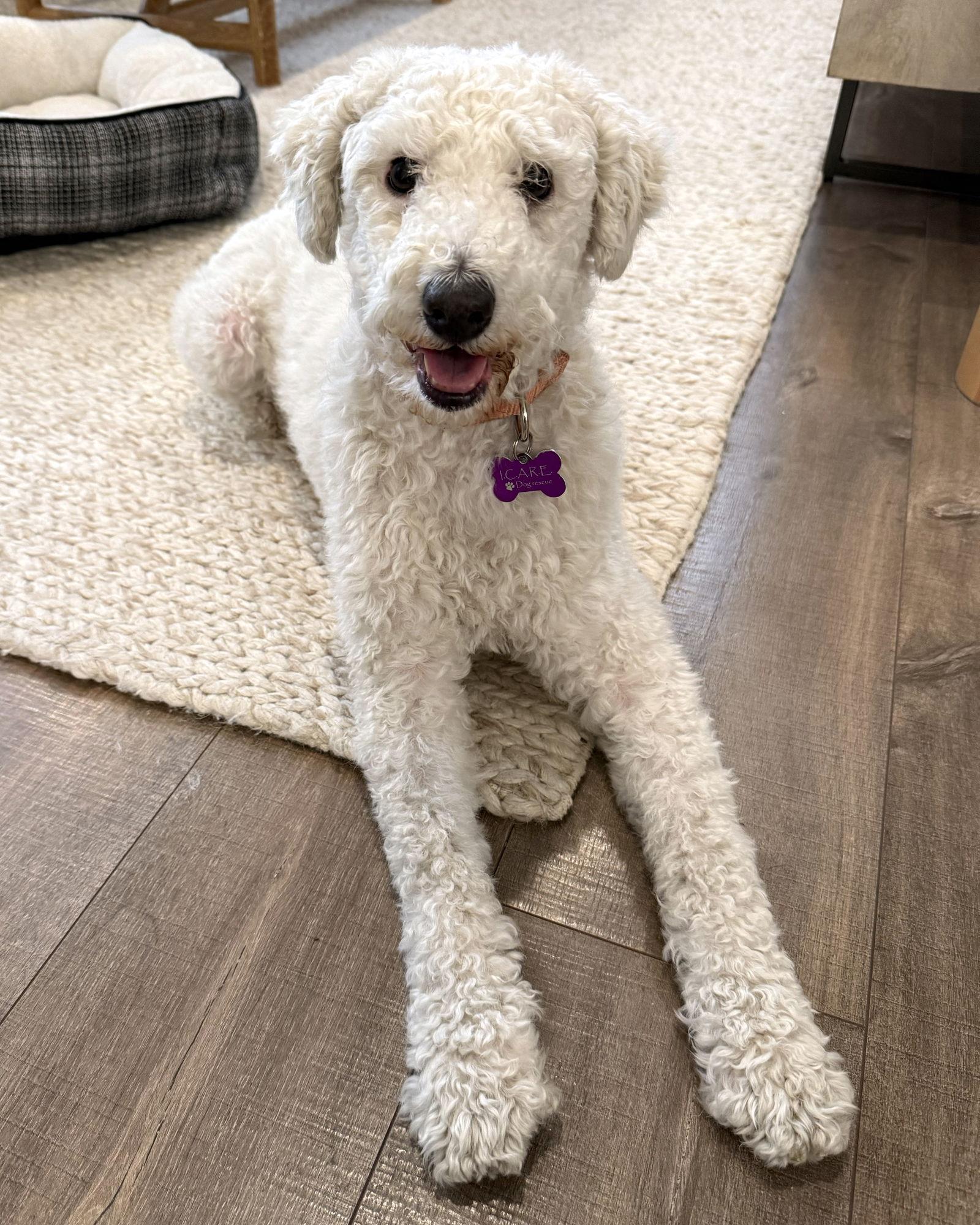 Enlarge Clementine, a Adoptable Poodle in Corona, CA image 2/3
