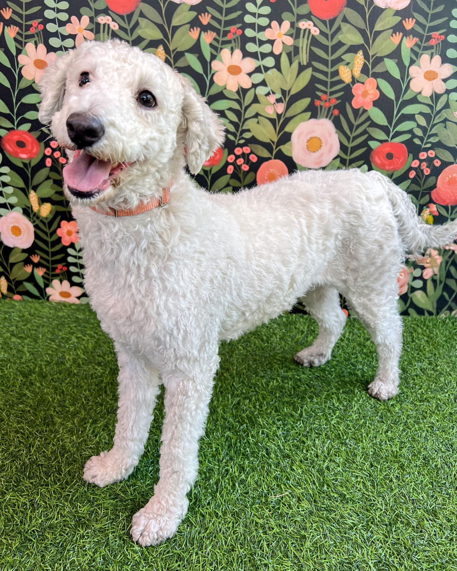Clementine, a Adoptable Maltese in Corona, CA image 1/3
