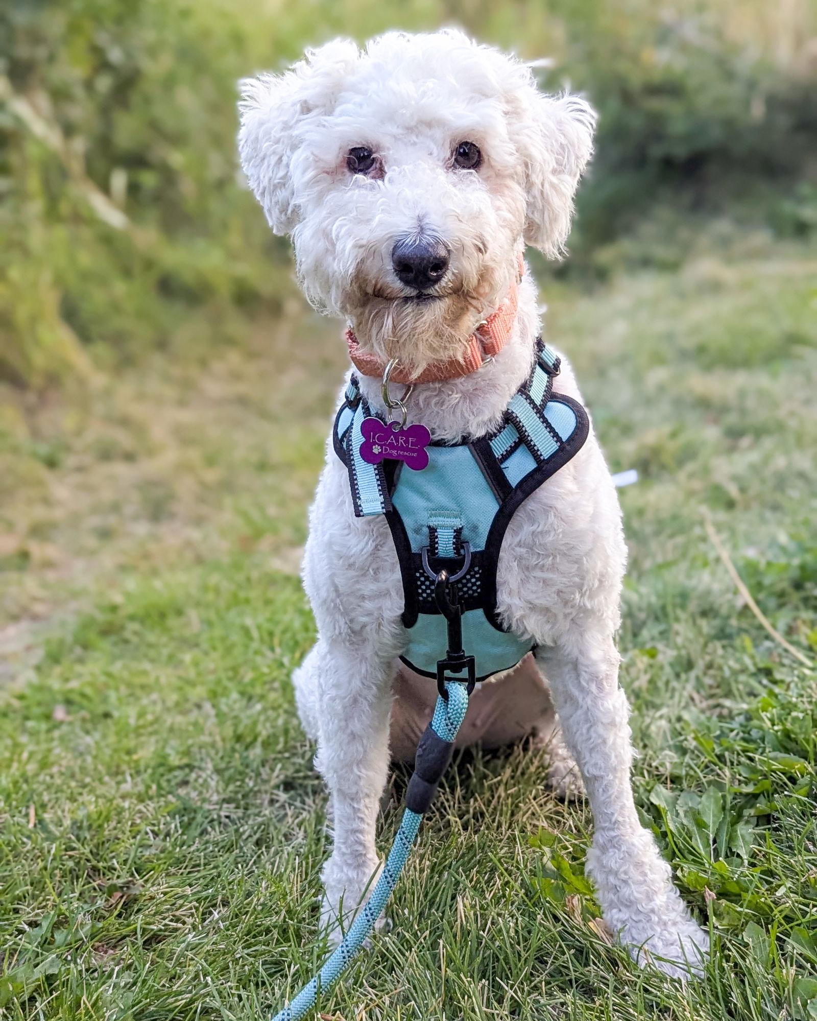 Clementine, a Adoptable Maltese in Corona, CA image 2/3