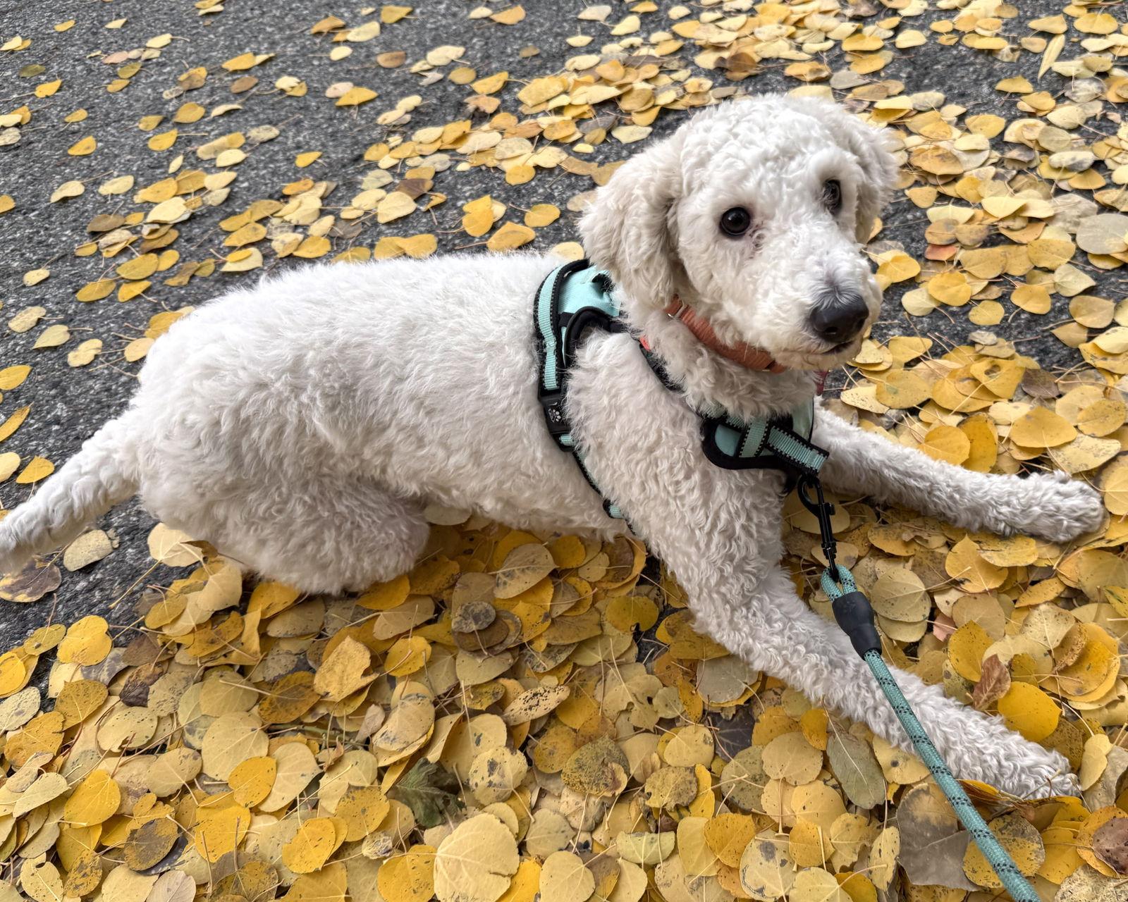 Enlarge Clementine, a Adoptable Poodle in Corona, CA image 3/3