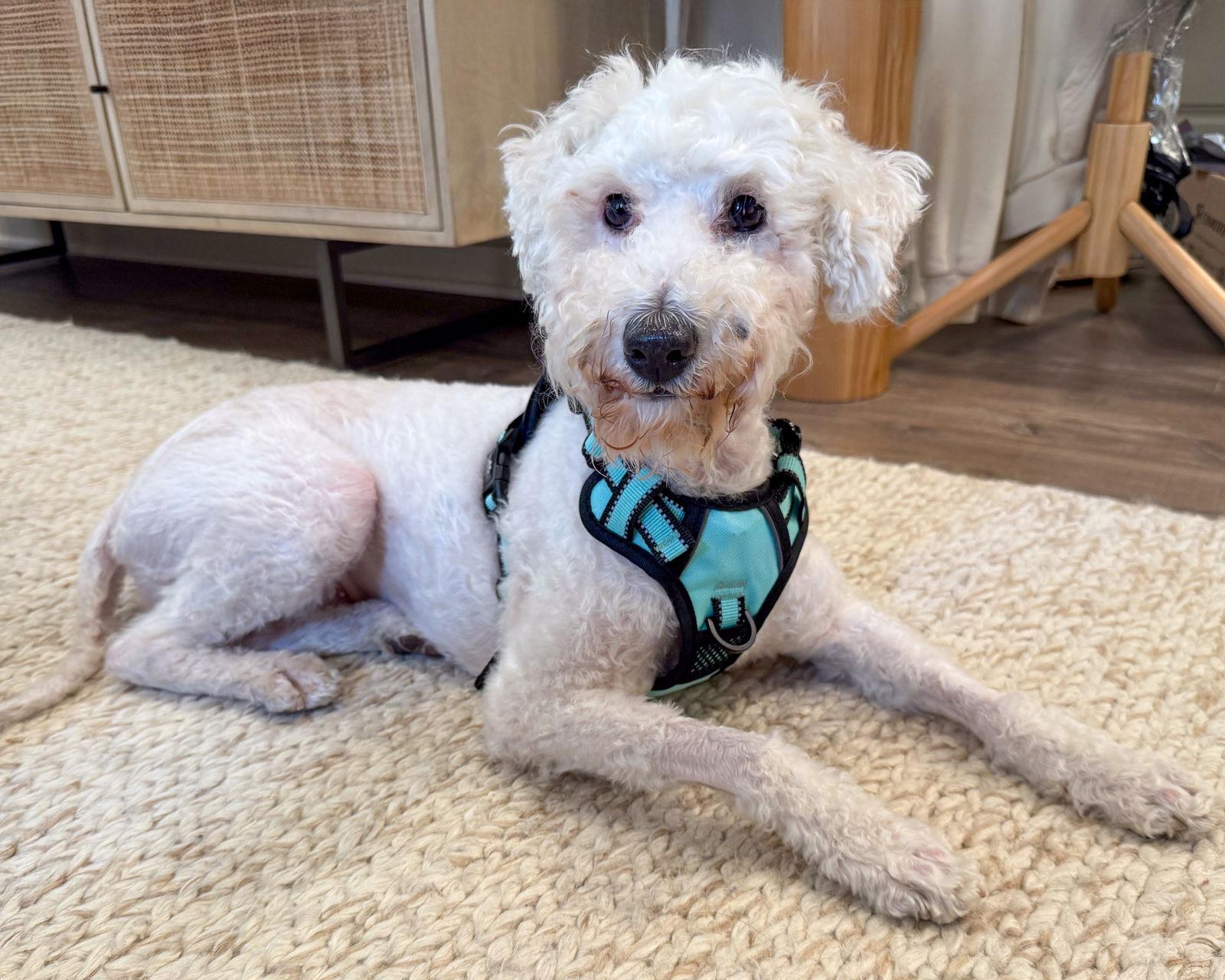 Clementine, a Adoptable Maltese in Corona, CA image 3/3