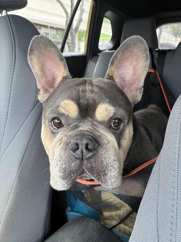 Orlando, Adopted, Adult Male French Bulldog.